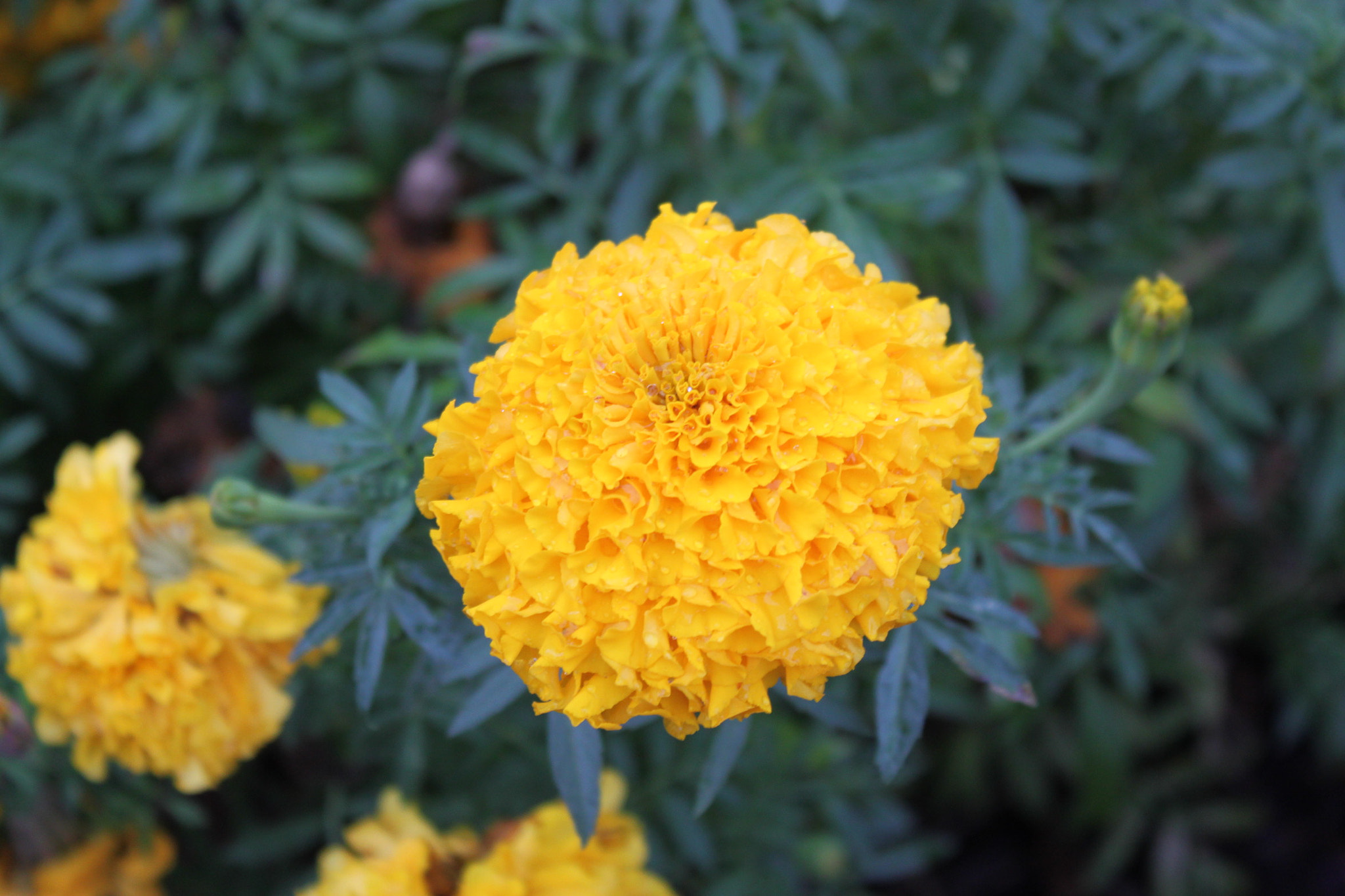Canon EF-S 18-55mm F3.5-5.6 IS sample photo. Img photography