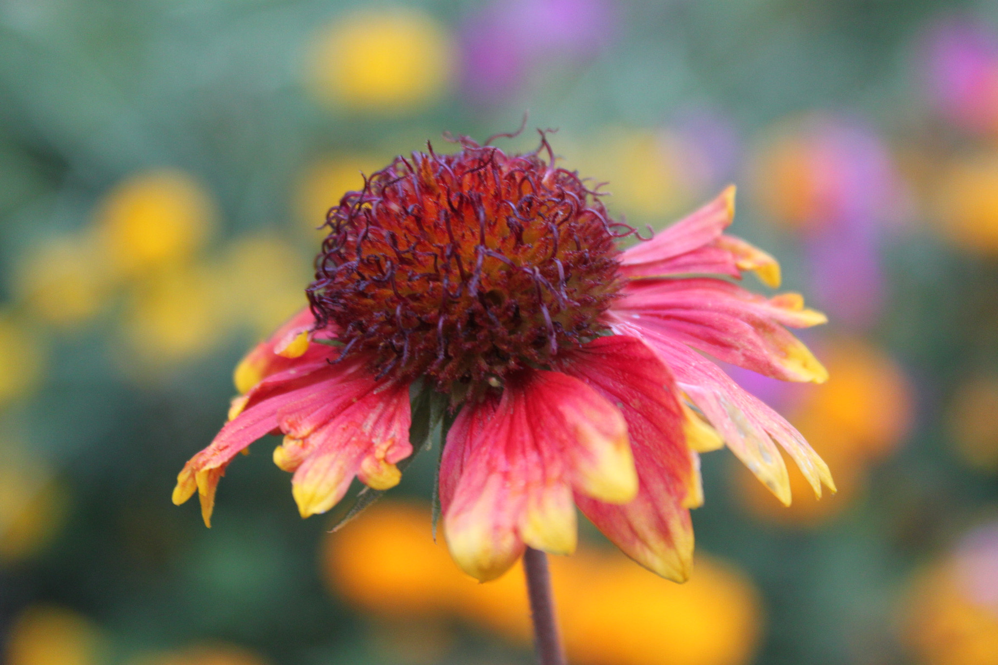 Canon EF-S 18-55mm F3.5-5.6 IS sample photo. Img photography