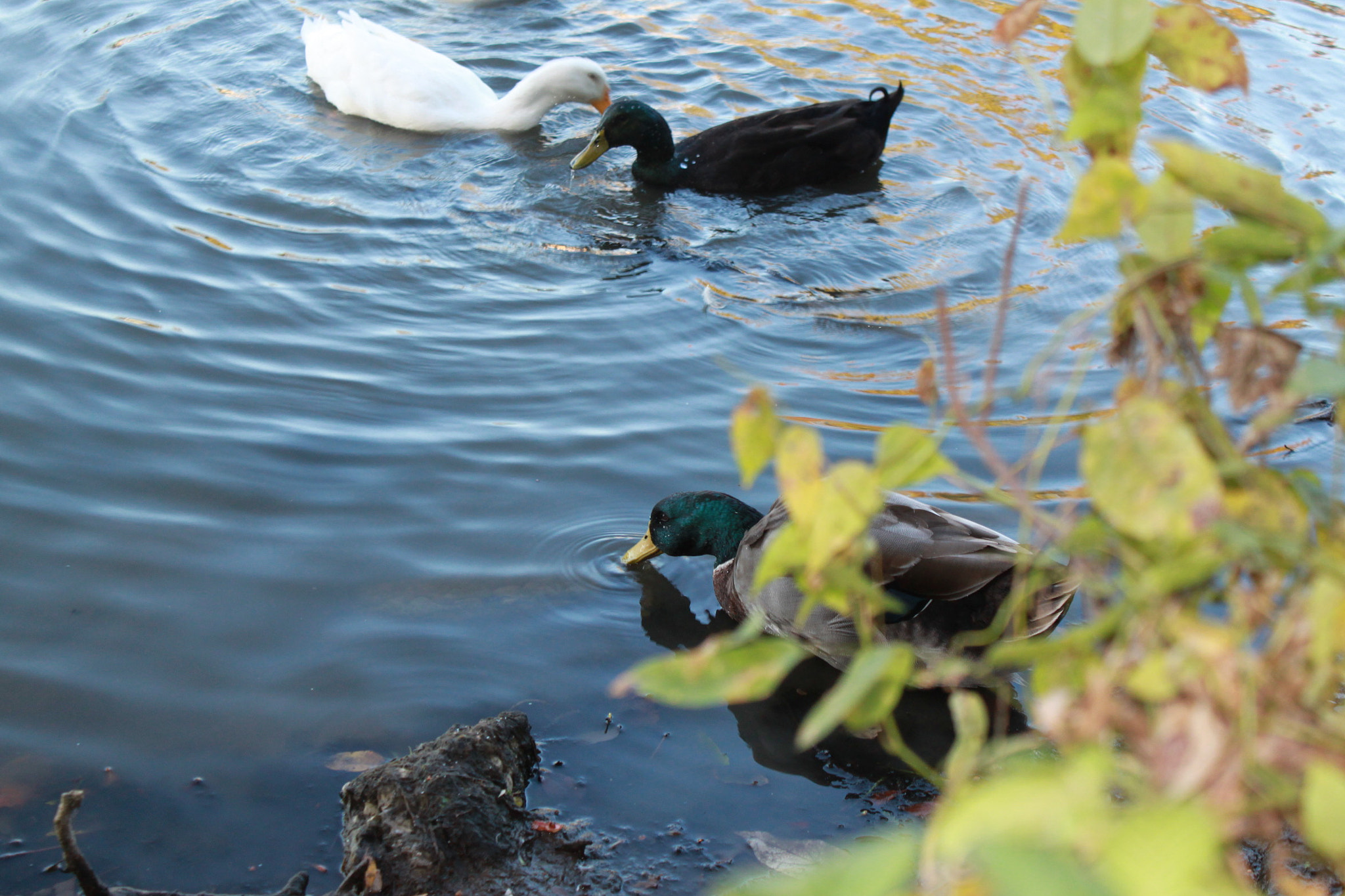 Canon EF-S 18-55mm F3.5-5.6 IS sample photo. Img photography