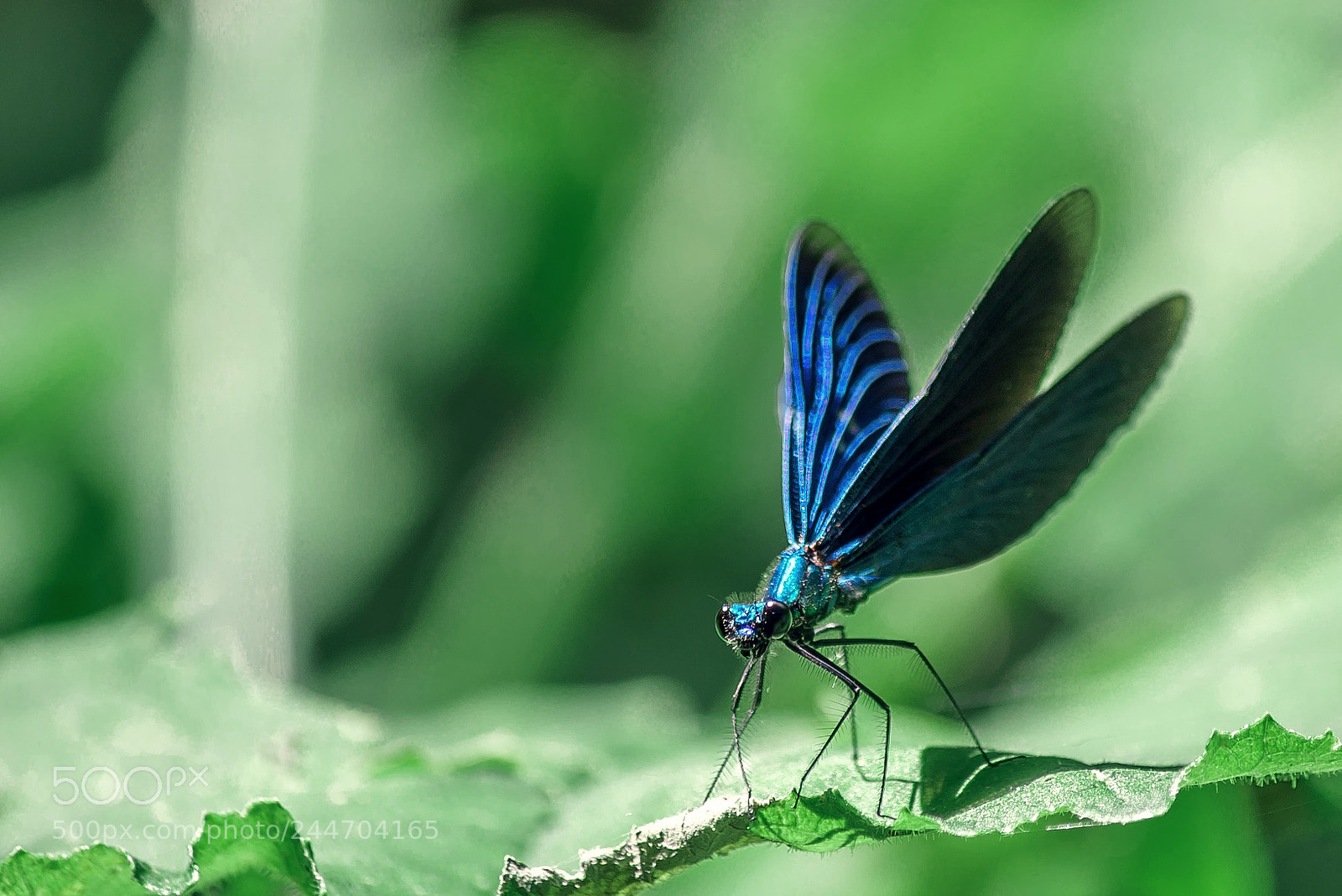 Sony a7S sample photo. Dragonfly photography