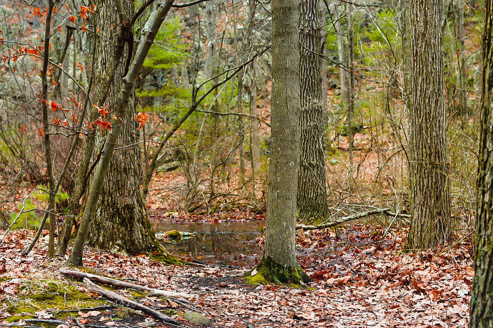Nikon D7200 sample photo. Signs of spring photography