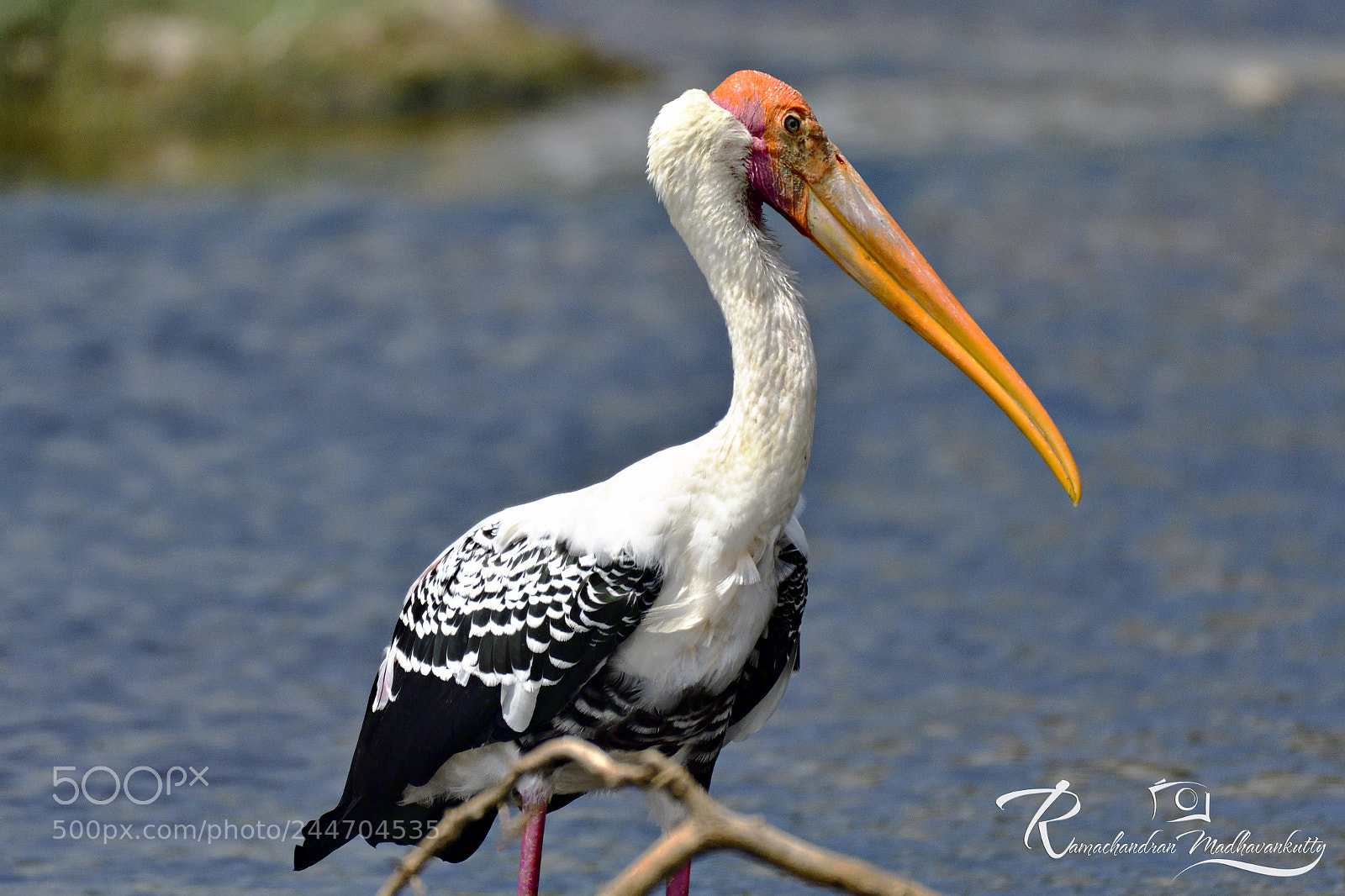 Nikon D500 sample photo. Painted stork - a photography