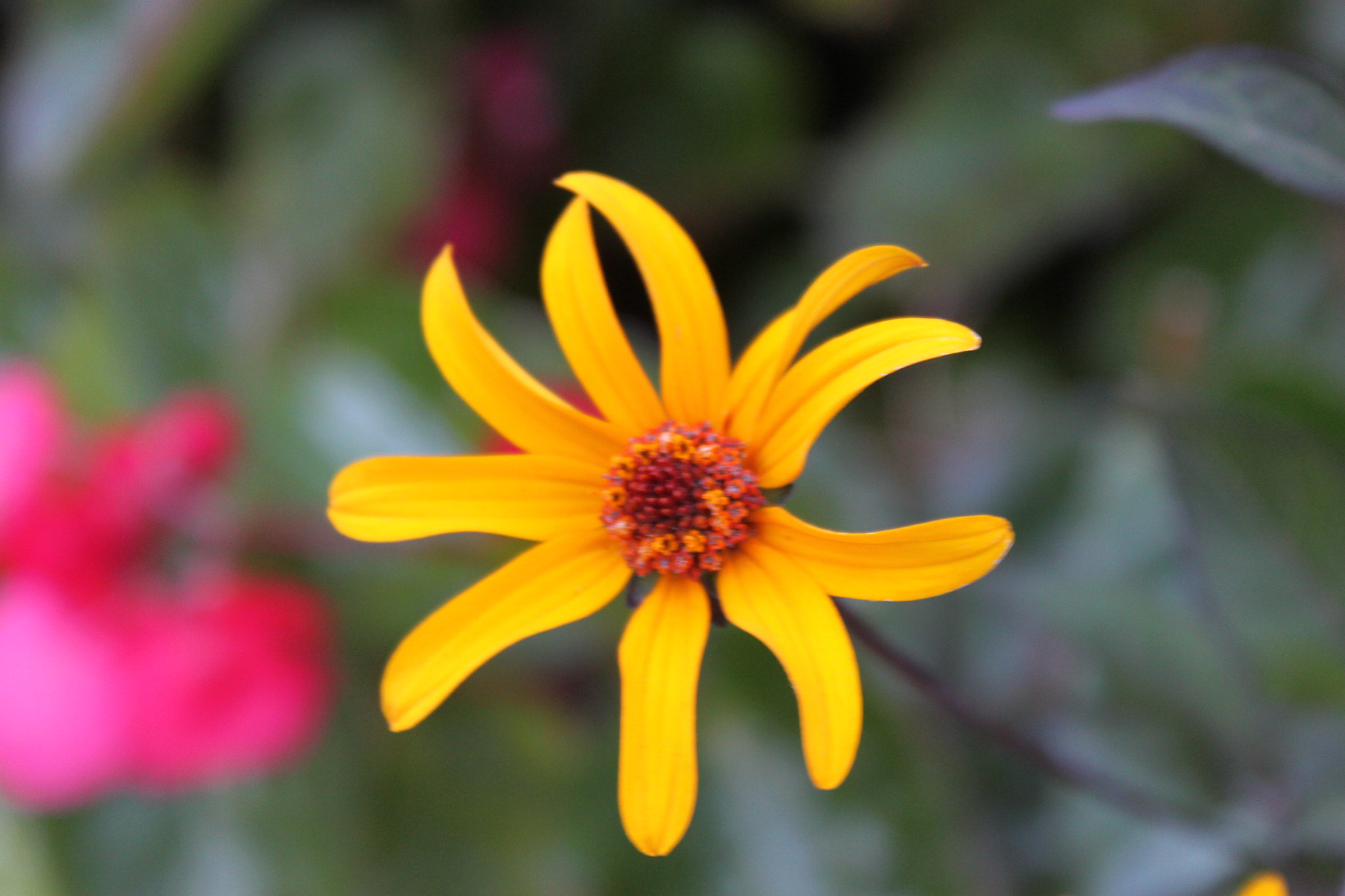 Canon EF-S 18-55mm F3.5-5.6 IS sample photo. Img photography