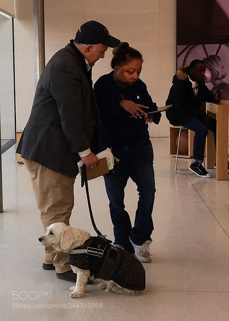 Apple iPhone 6 Plus sample photo. A man his dog photography