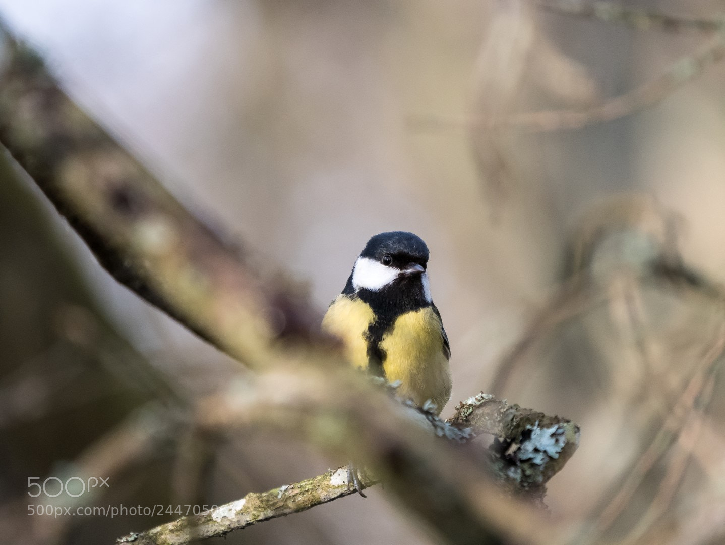 Panasonic Lumix DMC-GX85 (Lumix DMC-GX80 / Lumix DMC-GX7 Mark II) sample photo. Parus major photography