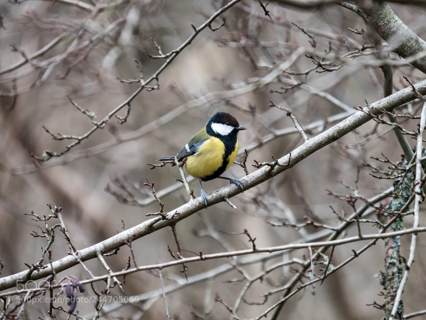 Panasonic Lumix DMC-GX85 (Lumix DMC-GX80 / Lumix DMC-GX7 Mark II) sample photo. Parus major photography