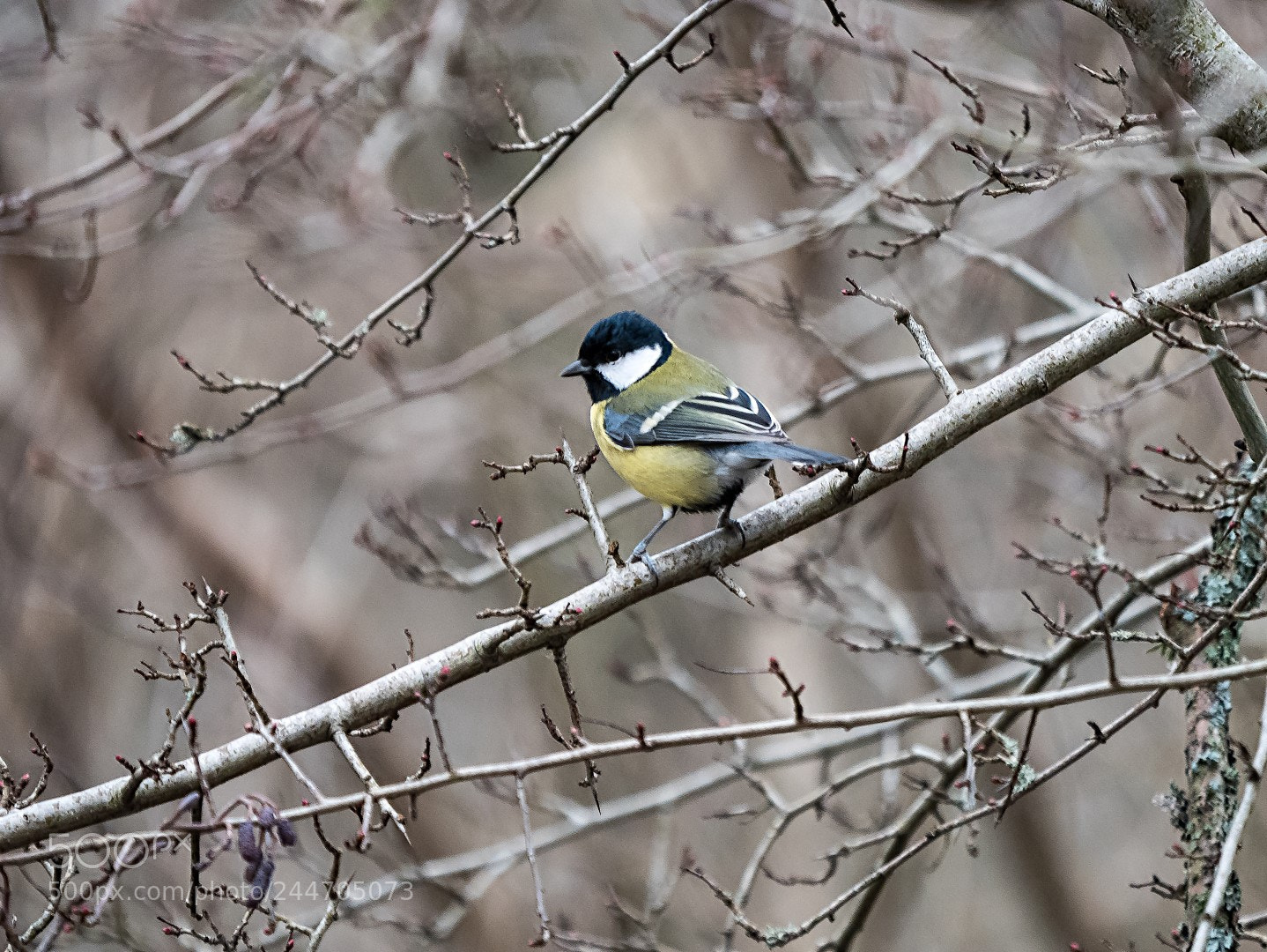 Panasonic Lumix DMC-GX85 (Lumix DMC-GX80 / Lumix DMC-GX7 Mark II) sample photo. Parus major photography