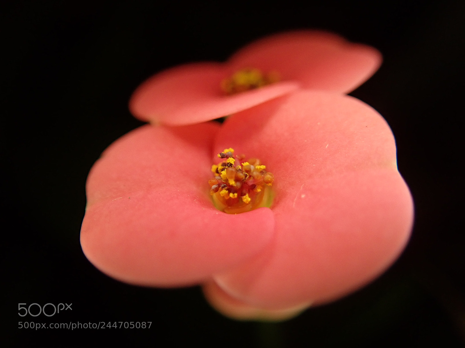Olympus TG-5 sample photo. Crown of thorns photography