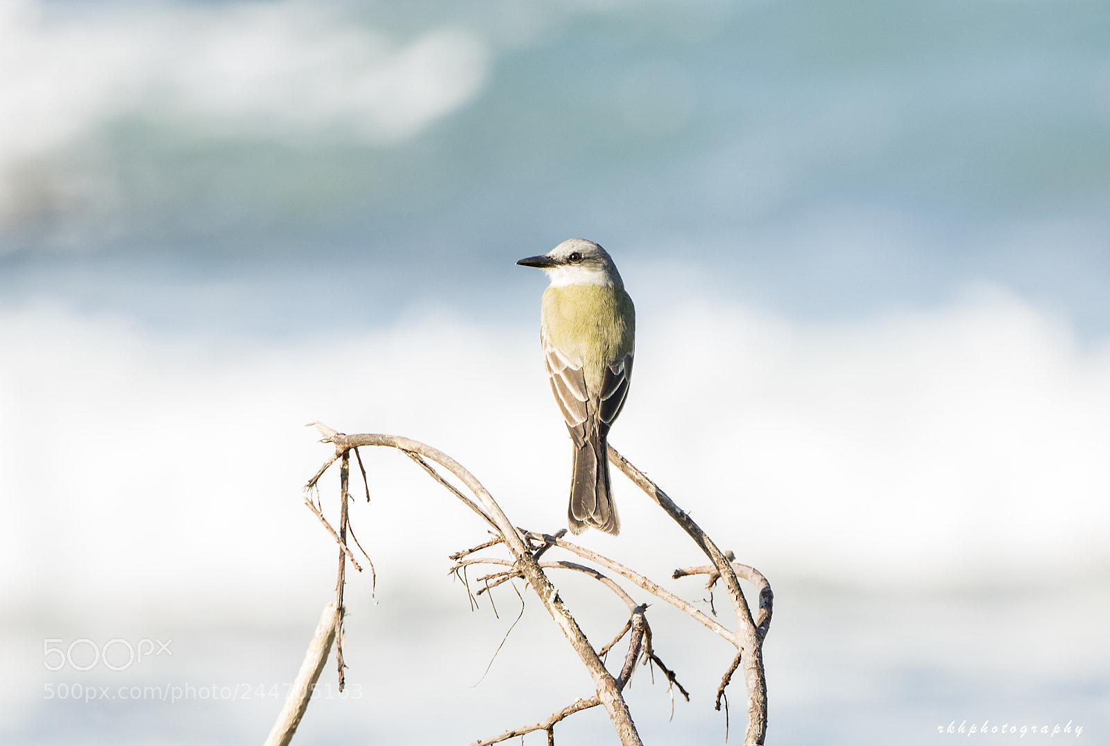 Nikon D500 sample photo. Tropical kingbird photography