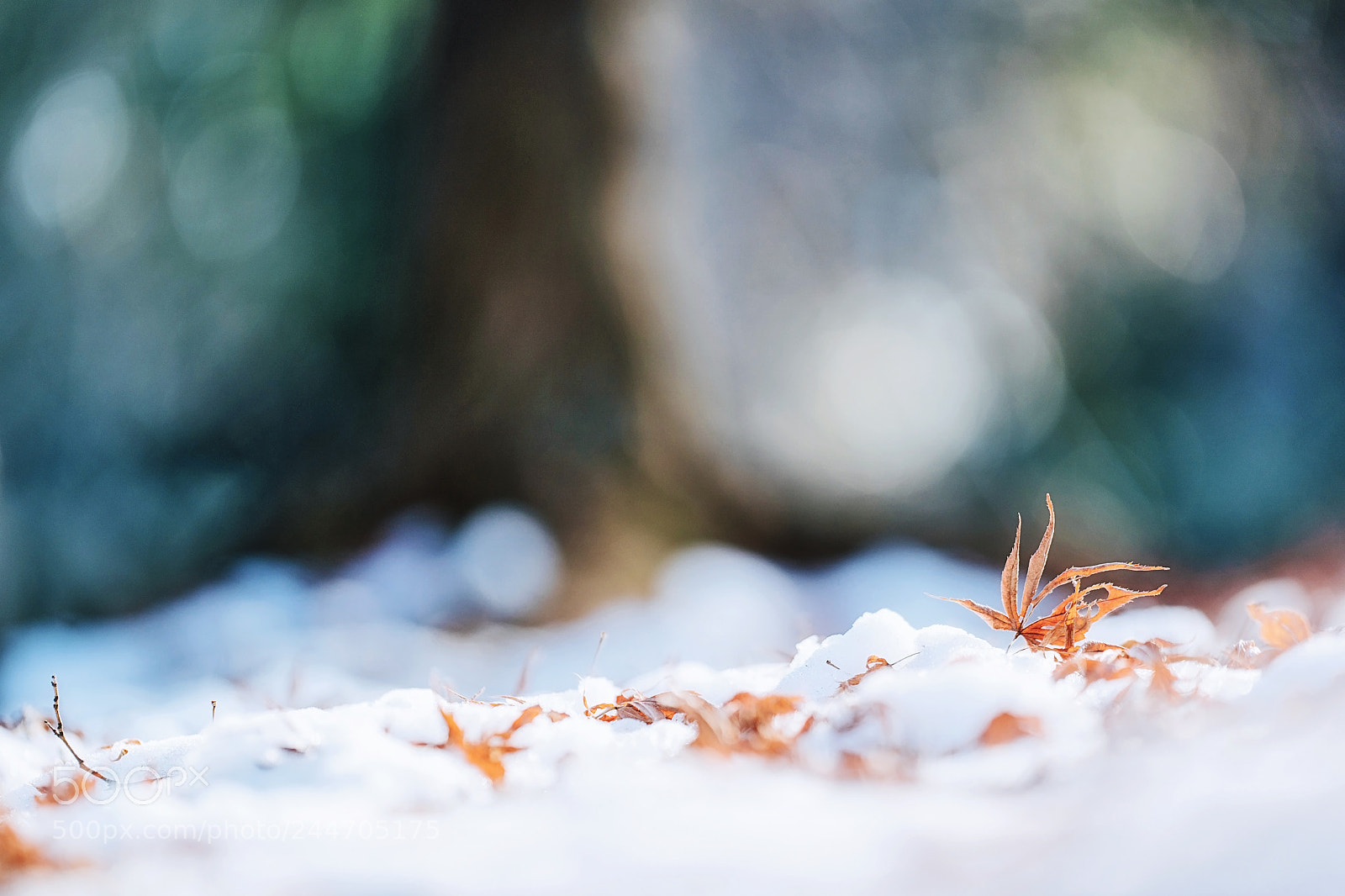 Sony a9 sample photo. And after the snowfall photography