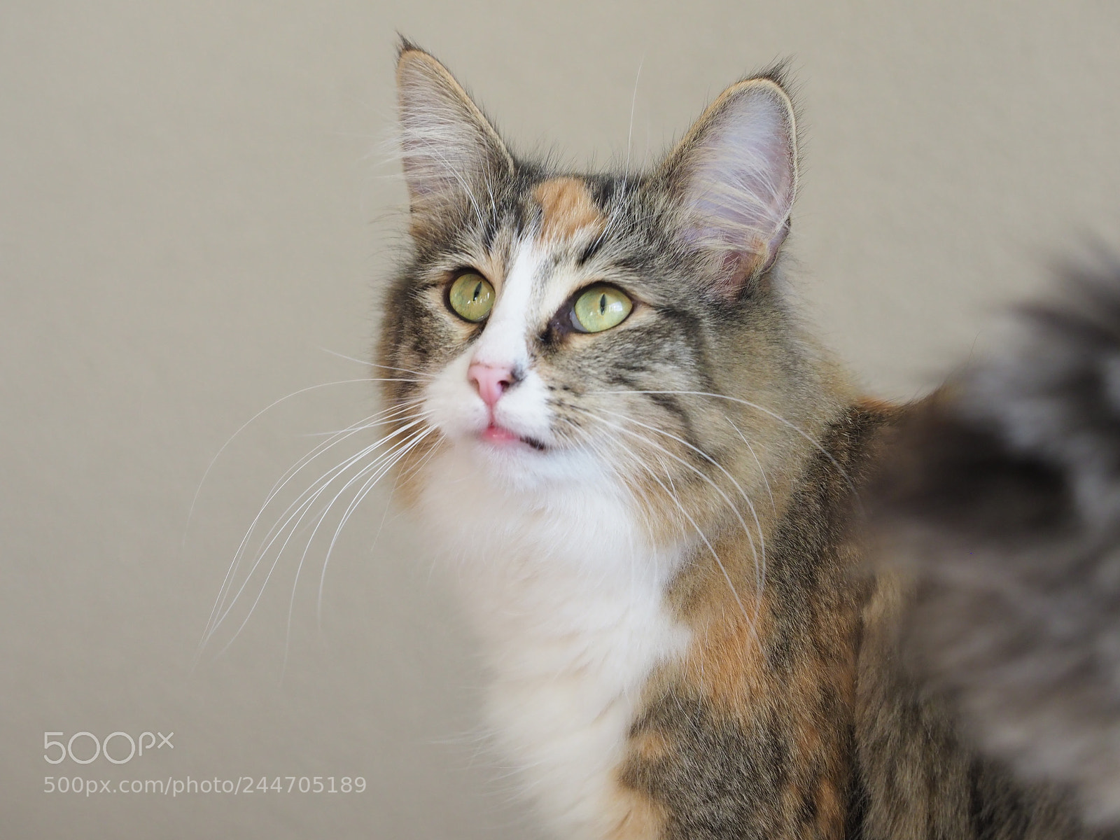 Olympus OM-D E-M1 Mark II sample photo. Norwegian forest cat named photography