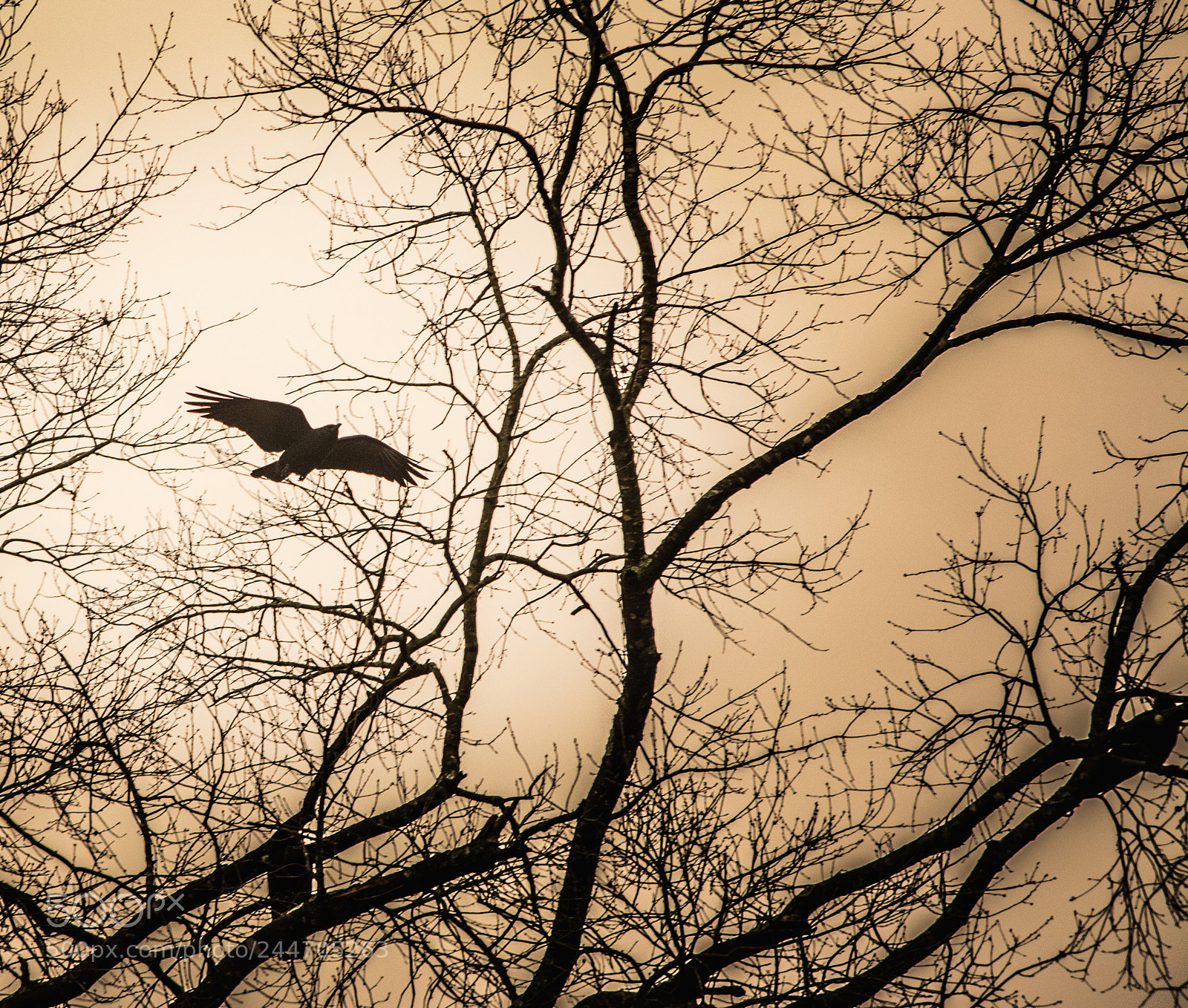 Nikon D7100 sample photo. Raven photography