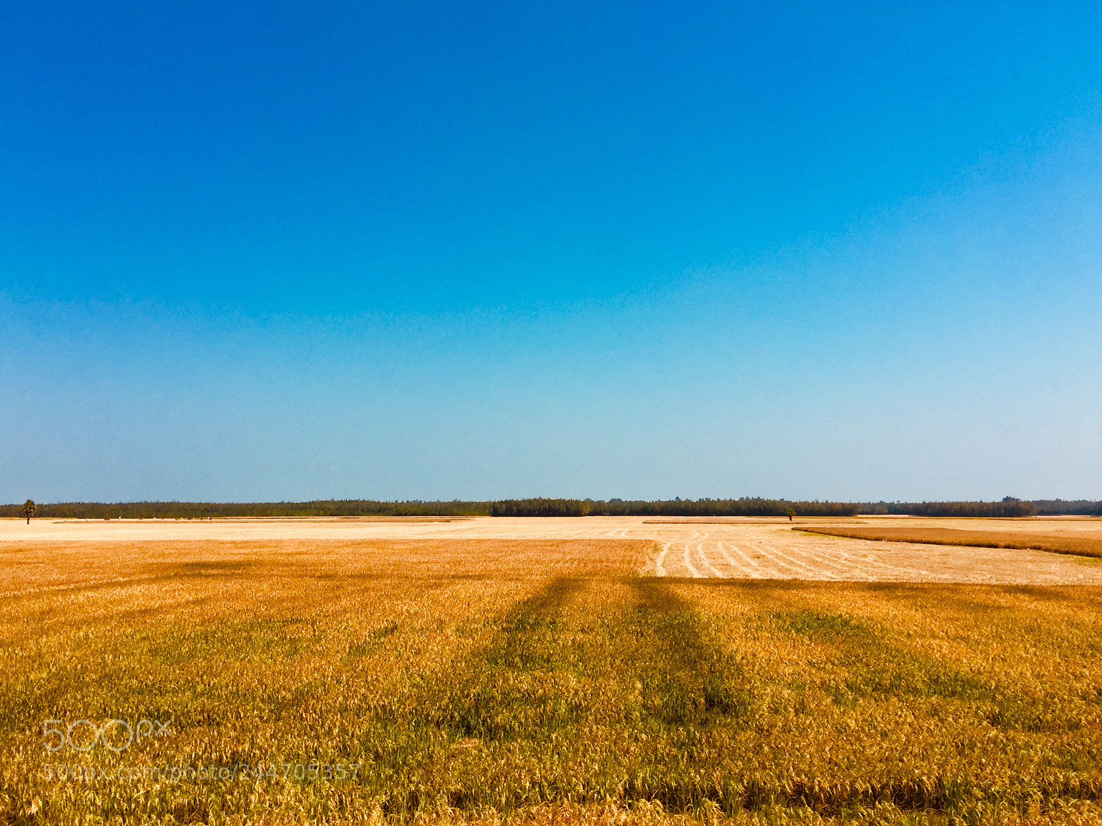Apple iPhone 6 sample photo. Corn field photography