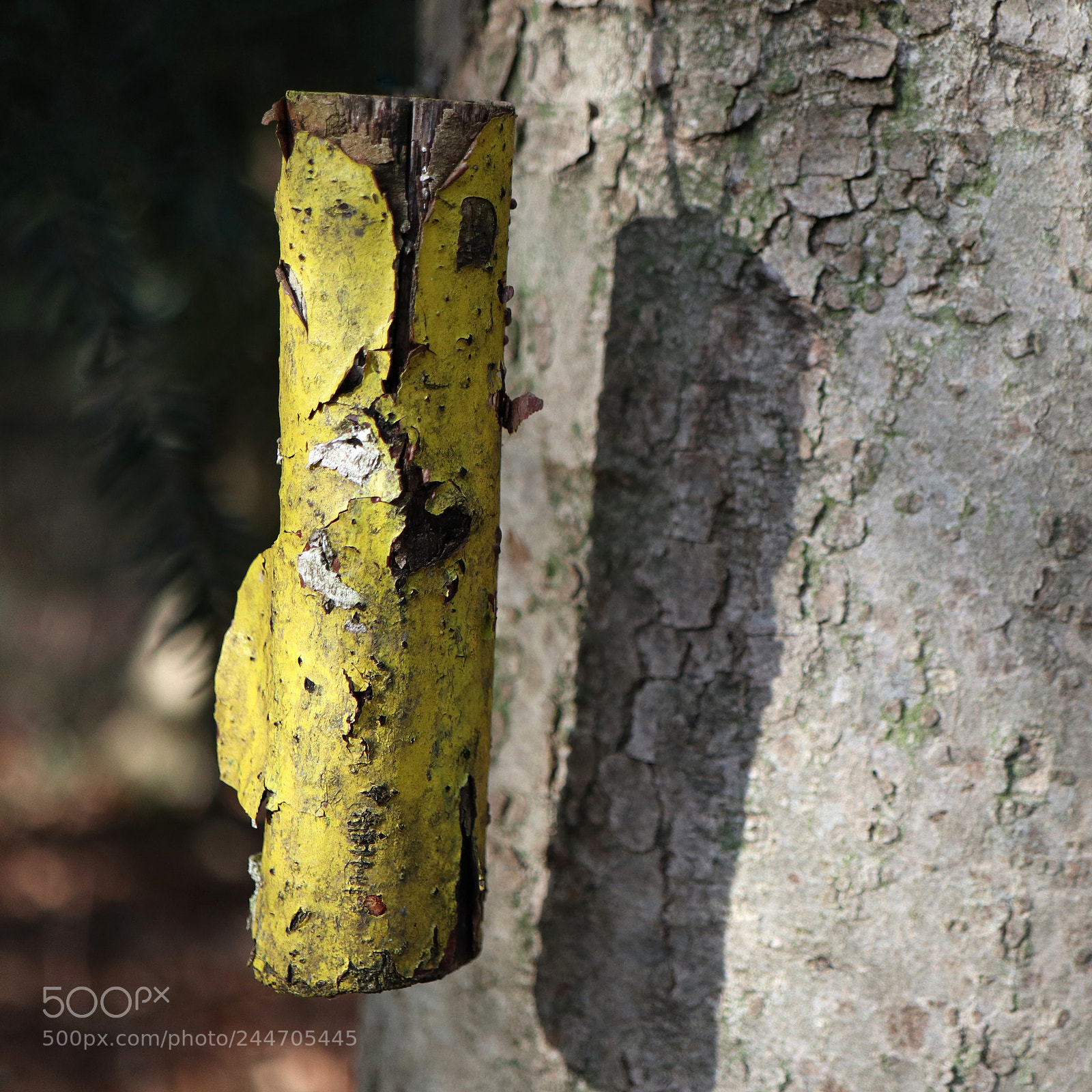 Canon EOS M5 sample photo. Yellowongrey photography