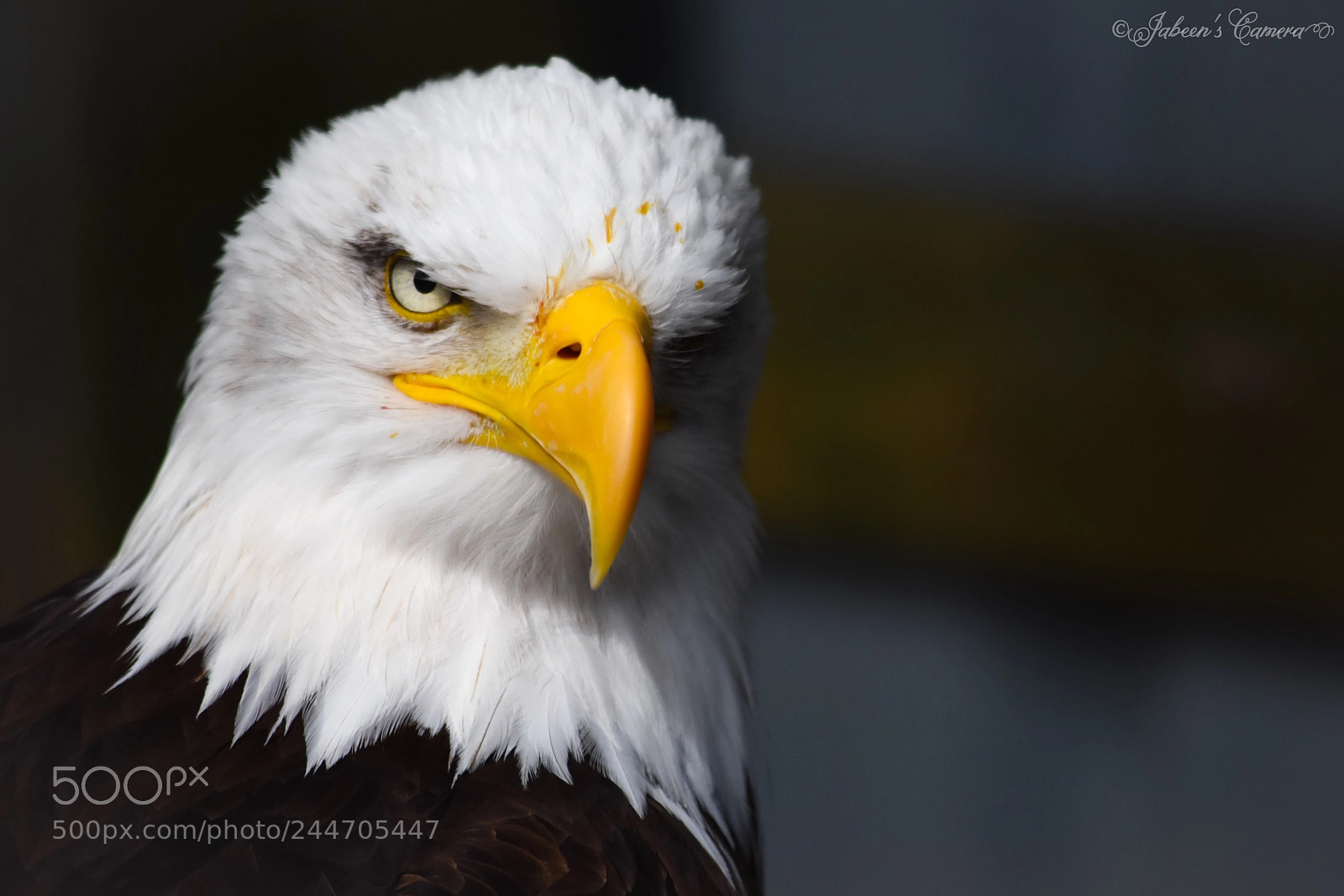 Nikon D7200 sample photo. A stern looking, majestic photography