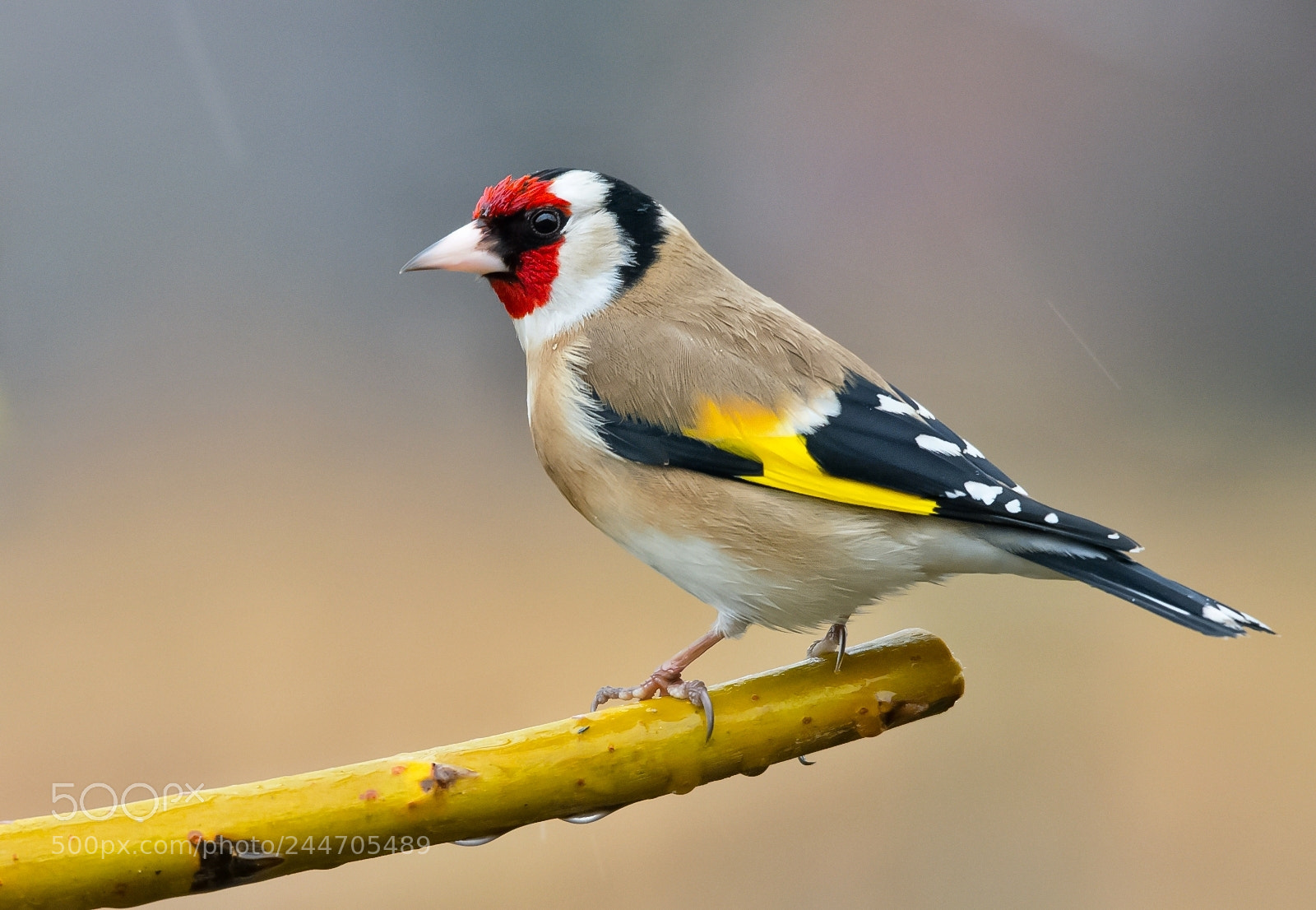 Nikon D7200 sample photo. Goldfinch photography