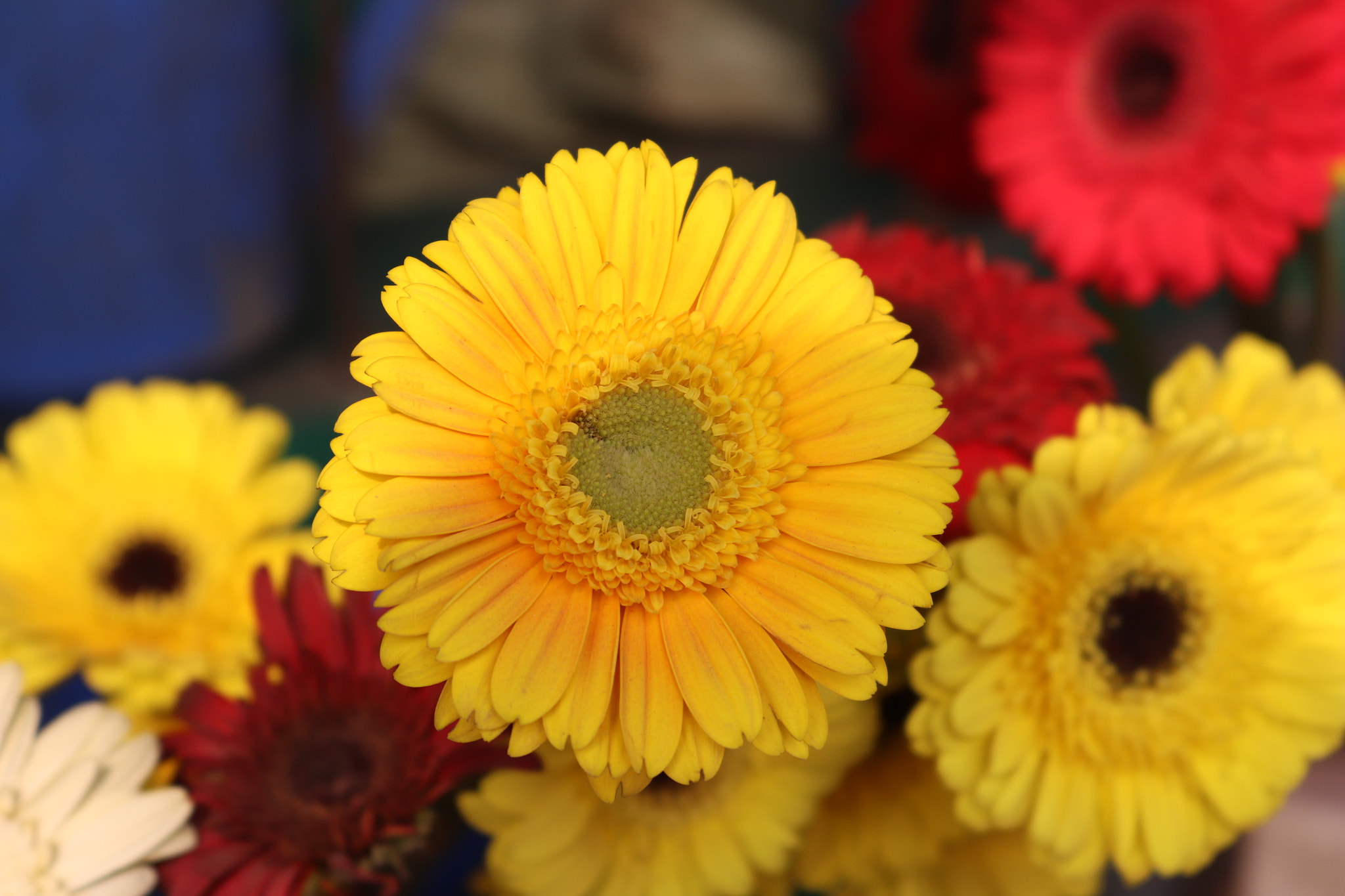 Canon EOS 77D (EOS 9000D / EOS 770D) sample photo