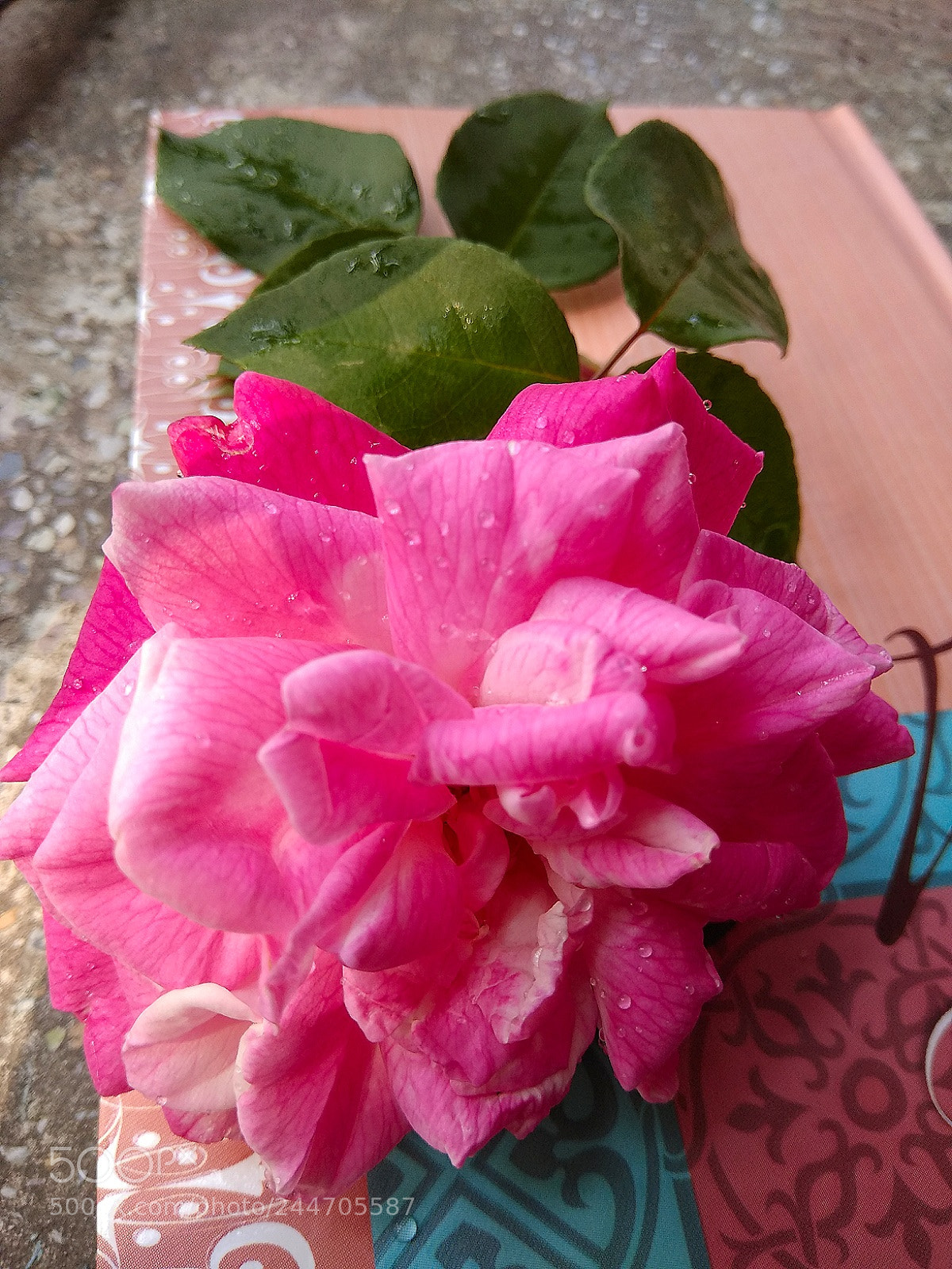 Xiaomi Redmi Note 4 sample photo. Rose from my brother.. photography