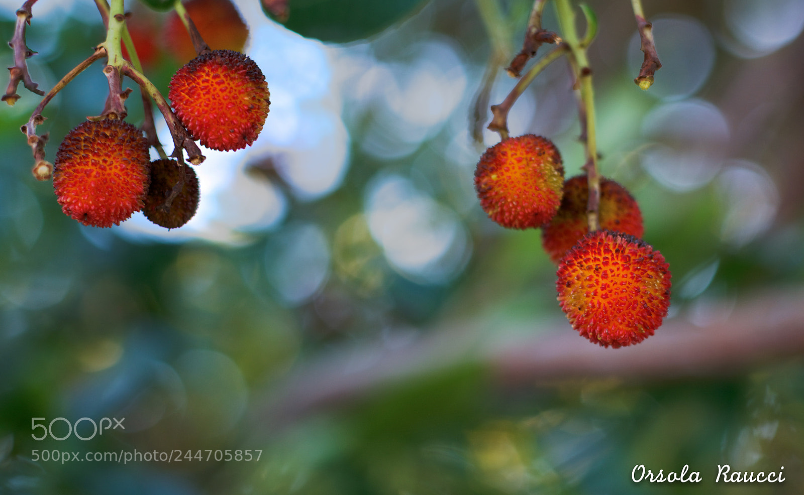 Nikon D5100 sample photo. Primavera photography