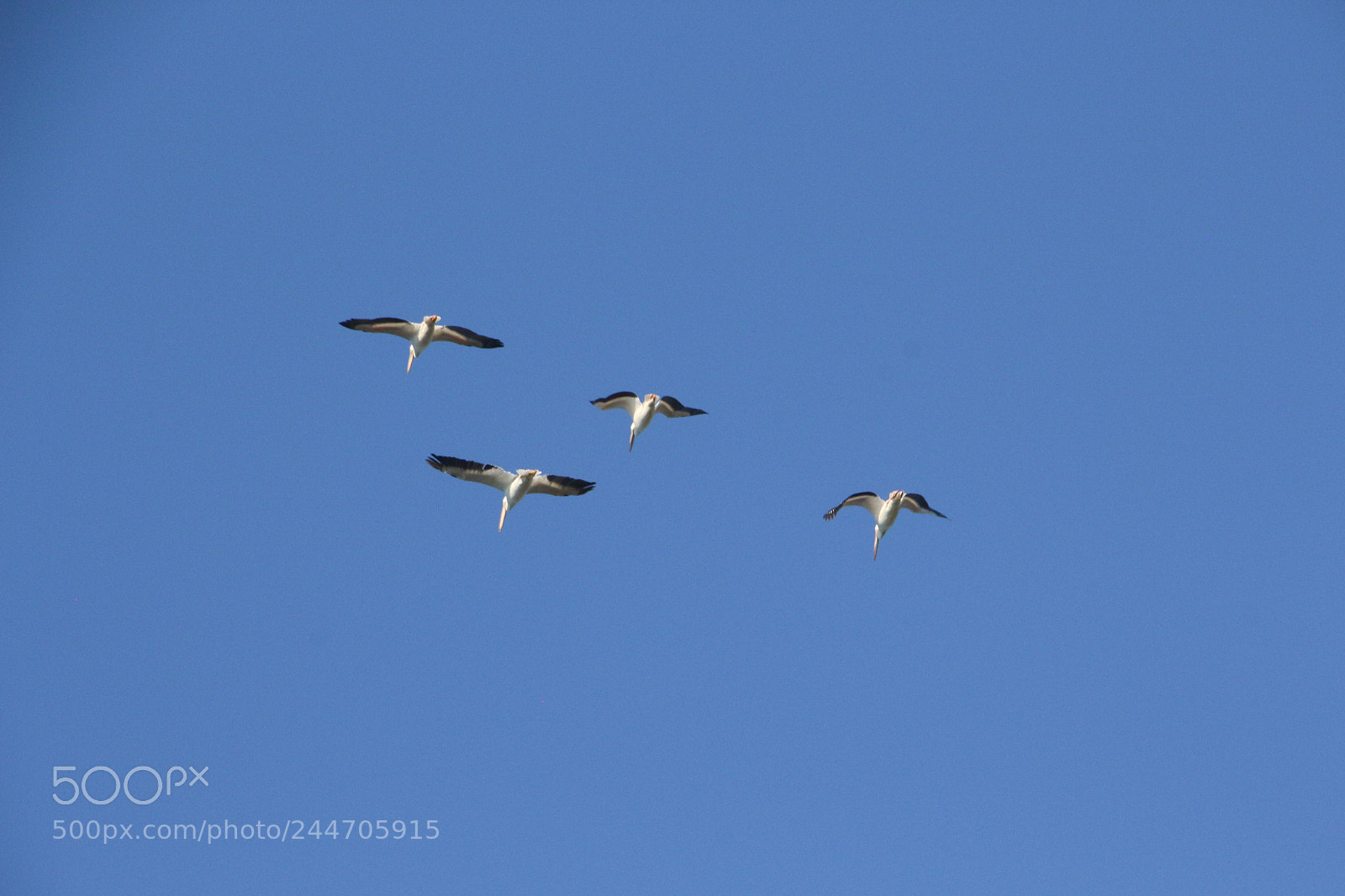 Canon EOS 700D (EOS Rebel T5i / EOS Kiss X7i) sample photo. Vuelo photography