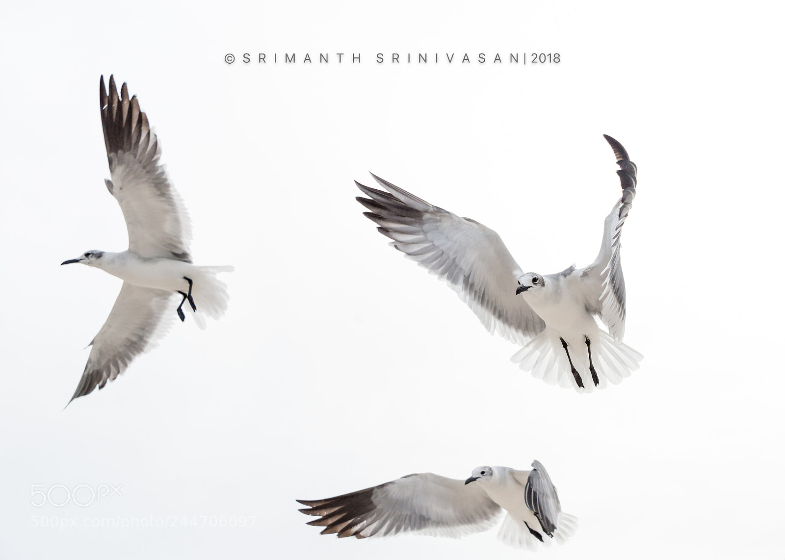 Nikon D610 sample photo. Laughing gulls photography