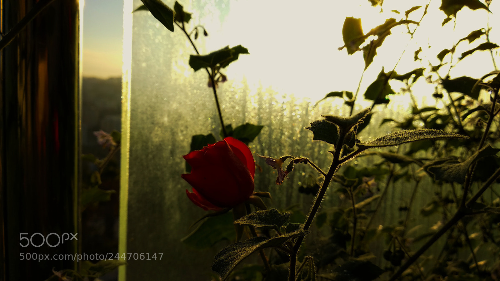 Xiaomi Mi A1 sample photo. Untitled photography