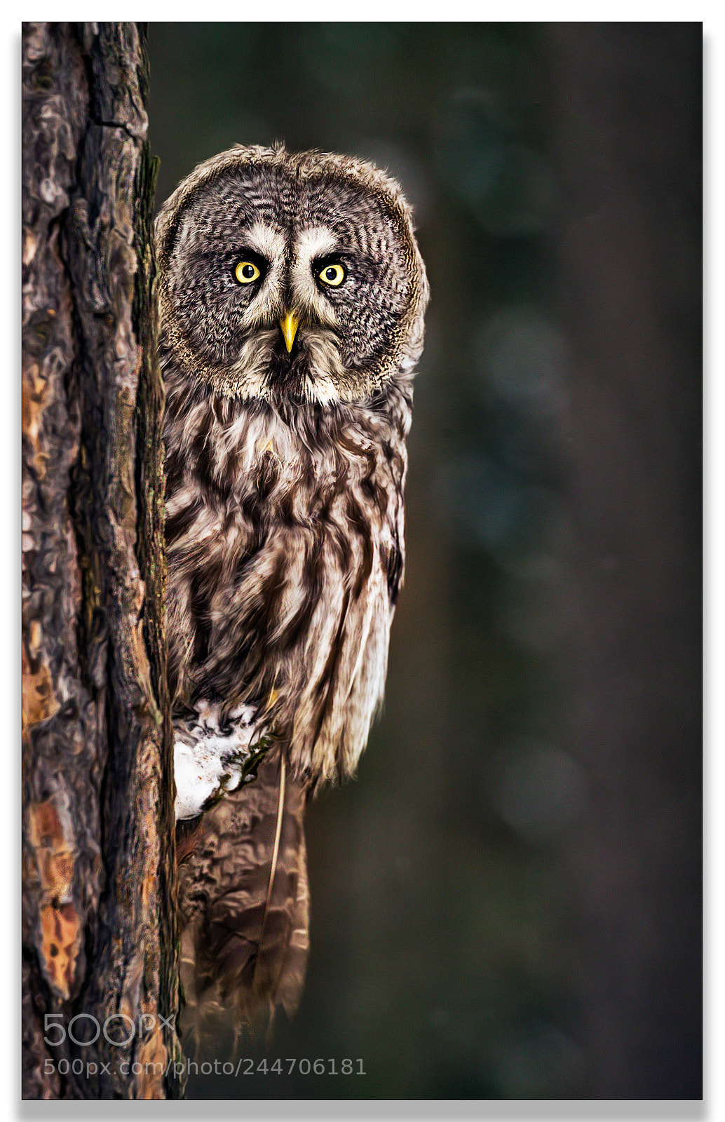Canon EOS-1D X sample photo. Boo .... photography