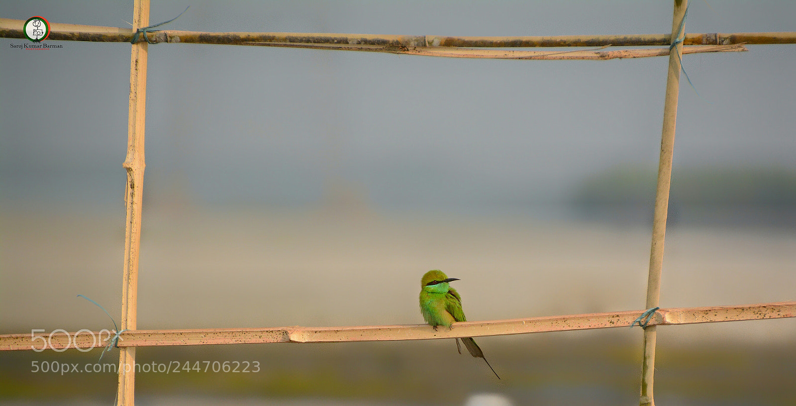 Nikon D7100 sample photo. Greeb bee eater photography