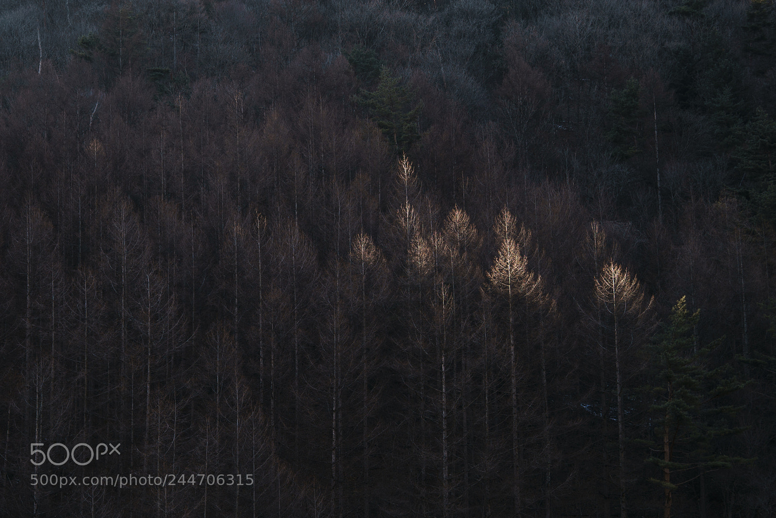Sony a7S II sample photo. Trees photography
