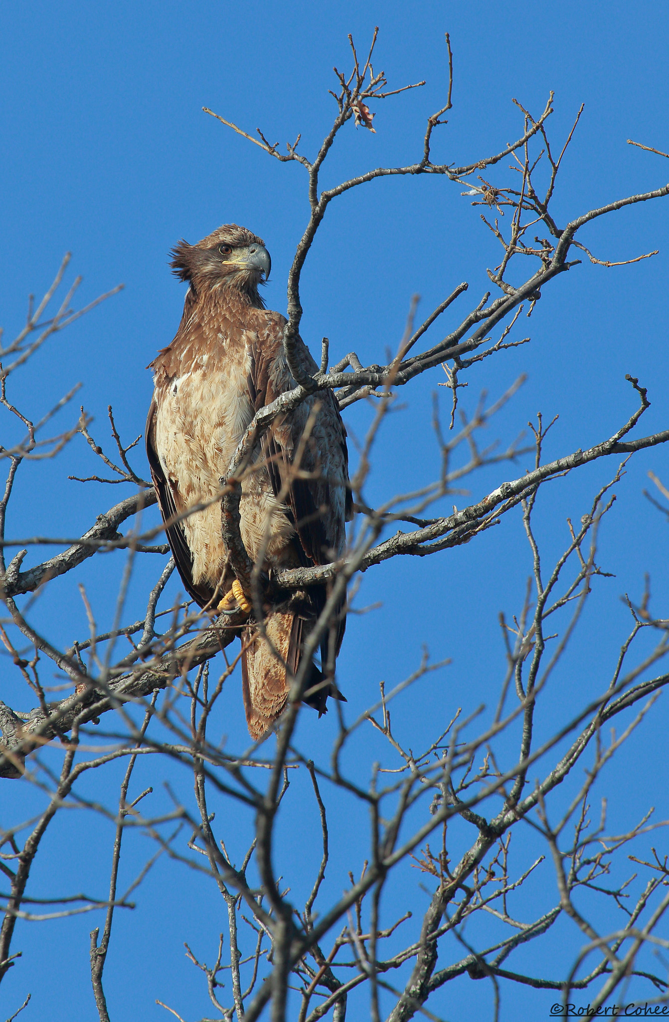 Canon EOS 7D Mark II + Canon EF 100-400mm F4.5-5.6L IS USM sample photo. Juvenile bald eagle photography