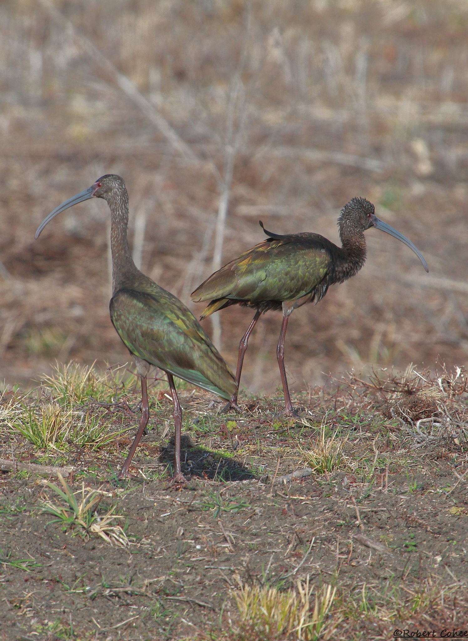 Canon EF 100-400mm F4.5-5.6L IS USM sample photo. Ibis photography