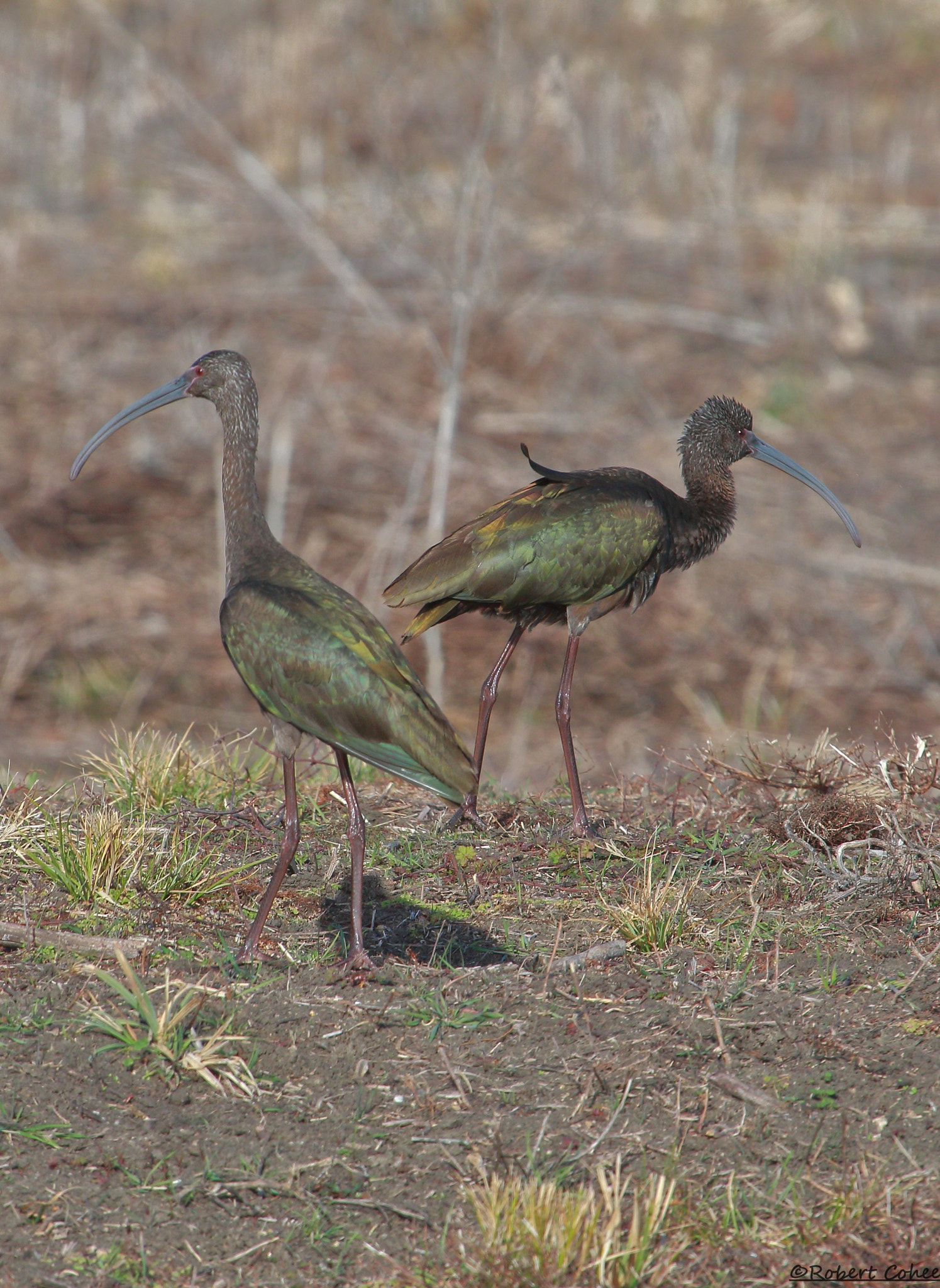 Canon EOS 7D Mark II + Canon EF 100-400mm F4.5-5.6L IS USM sample photo. Ibis photography