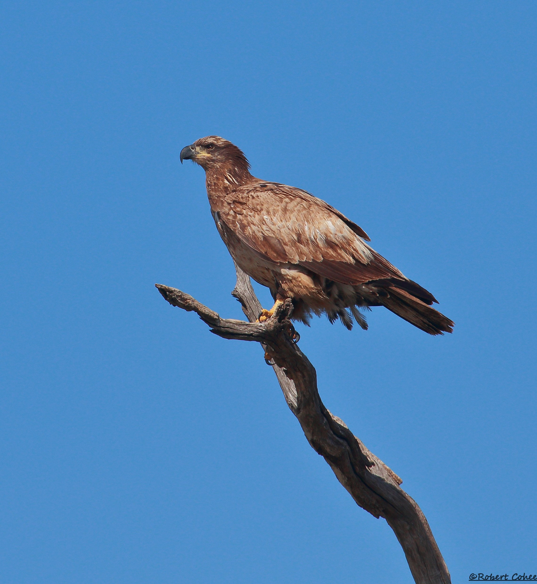 Canon EOS 7D Mark II + Canon EF 100-400mm F4.5-5.6L IS USM sample photo. Blond juvenile bald eagle photography