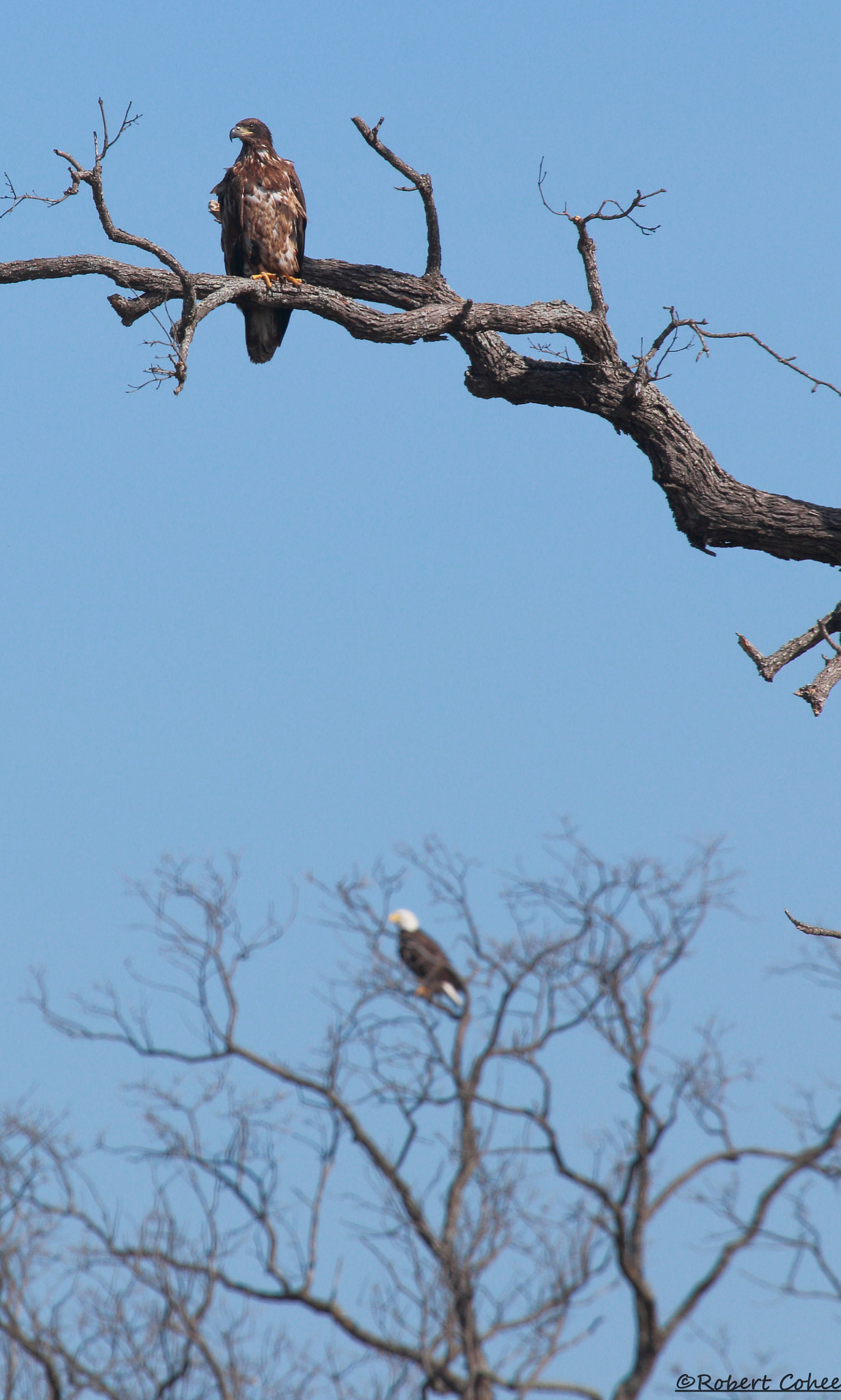 Canon EOS 7D Mark II + Canon EF 100-400mm F4.5-5.6L IS USM sample photo. Juvenile and adult bald eagle photography