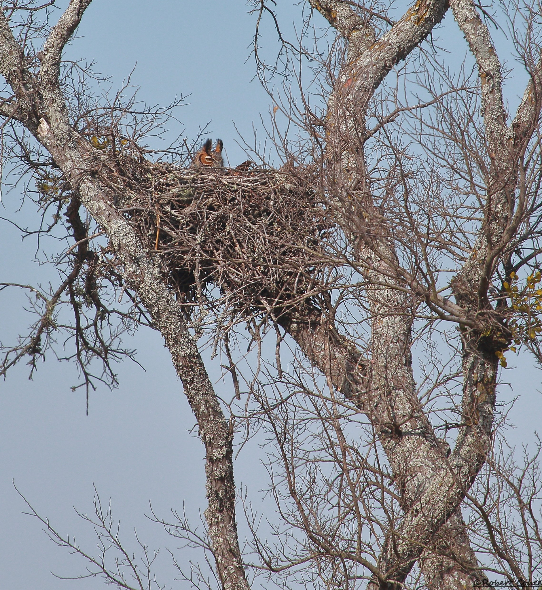 Canon EOS 7D Mark II + Canon EF 100-400mm F4.5-5.6L IS USM sample photo. Great horned owl in a hawk nest i have been watching for a couple of years photography