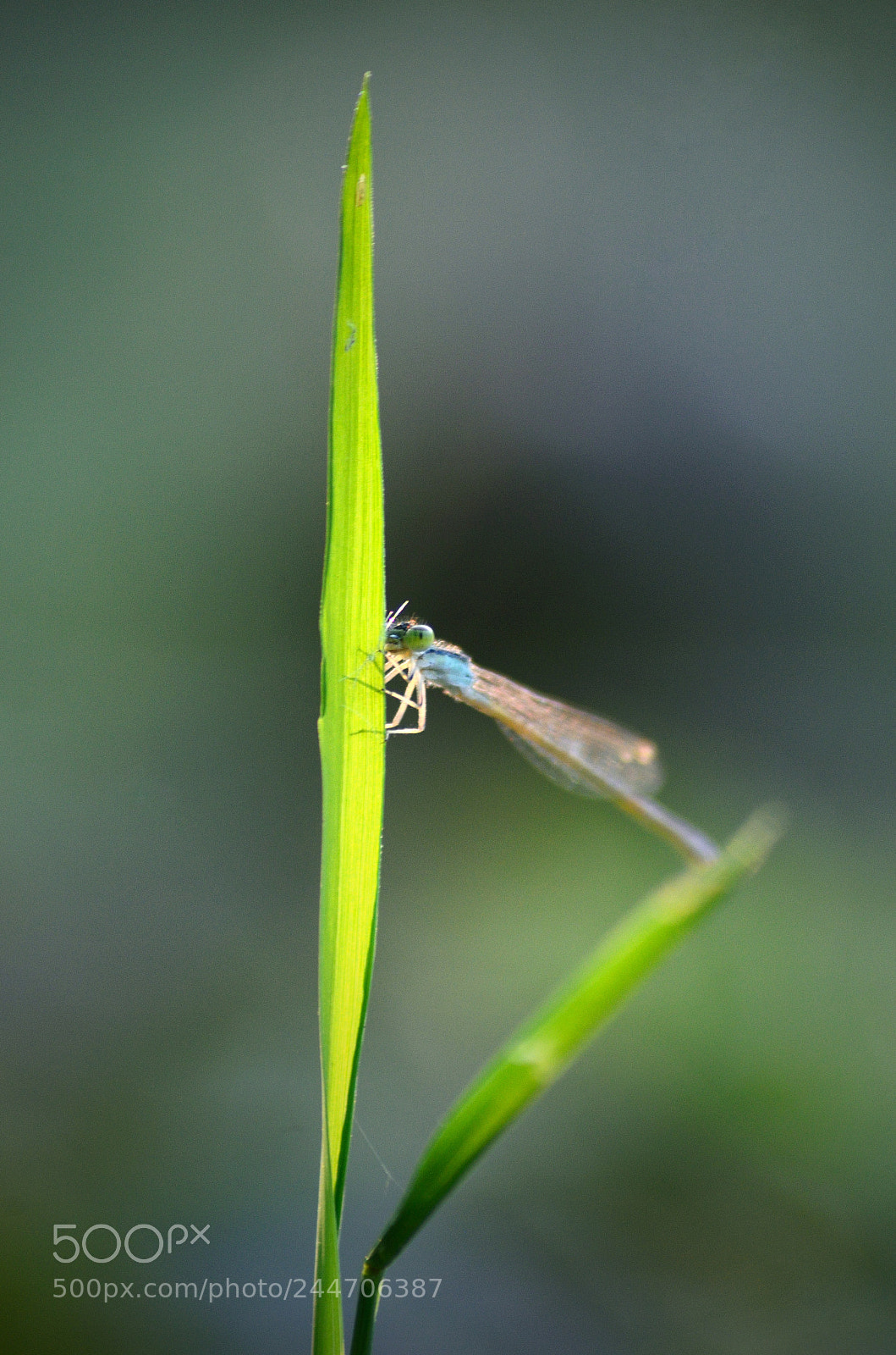 Nikon D5100 sample photo. ~damselfly~ photography