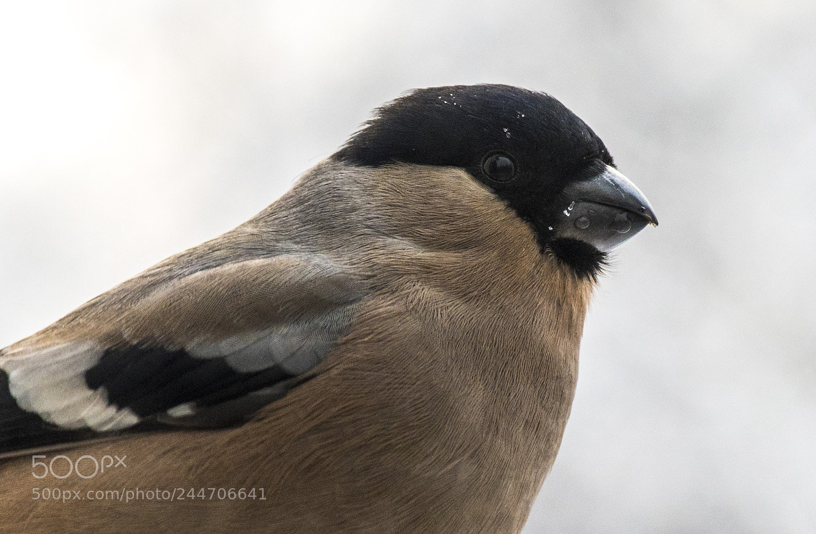 Pentax K-1 sample photo. Female bullfinch. Снегирихха. photography