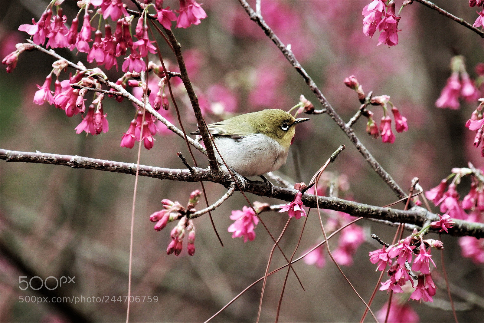 Samsung NX1 sample photo. Bird in pink blossom photography