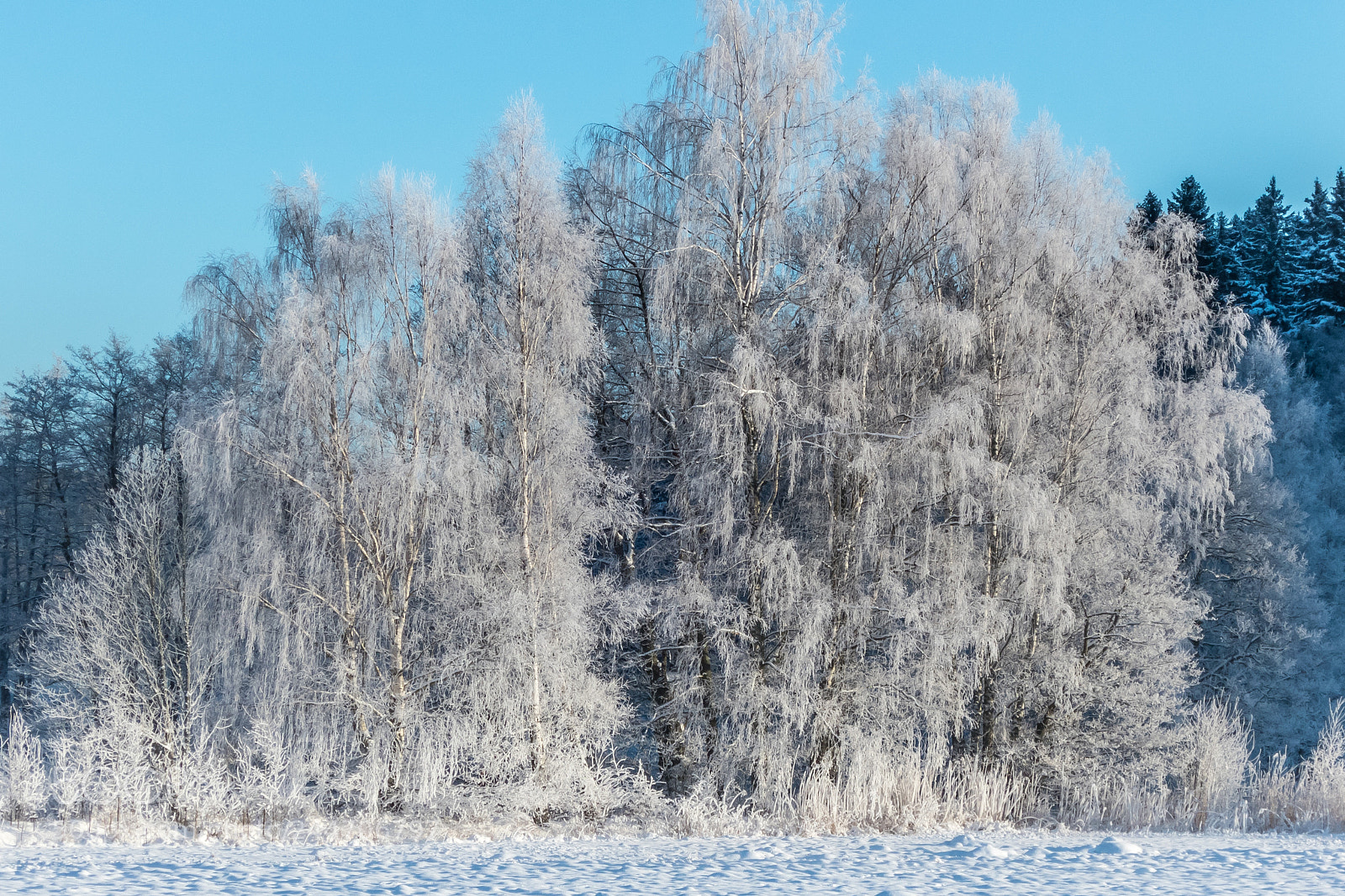 Canon PowerShot S120 sample photo. Snowy birch trees photography