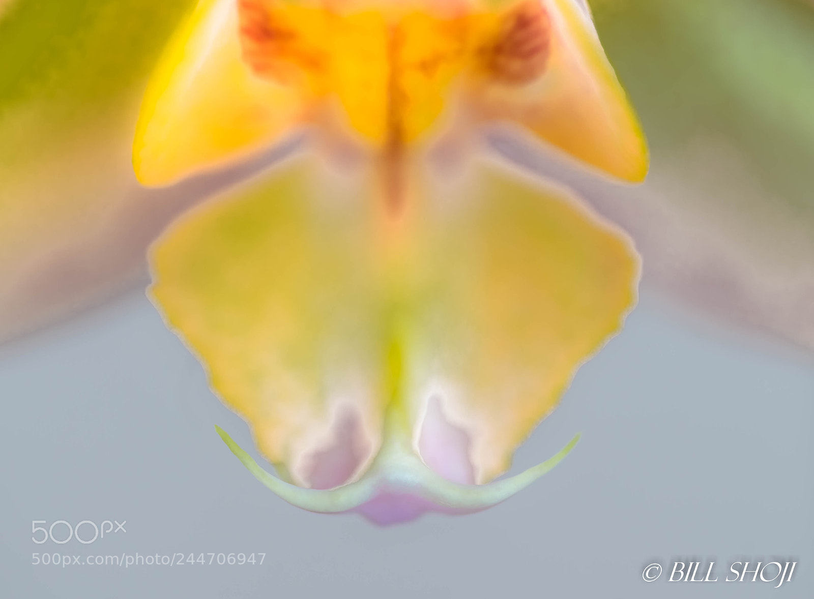 Sony SLT-A99V sample photo. Orchid - macro photography