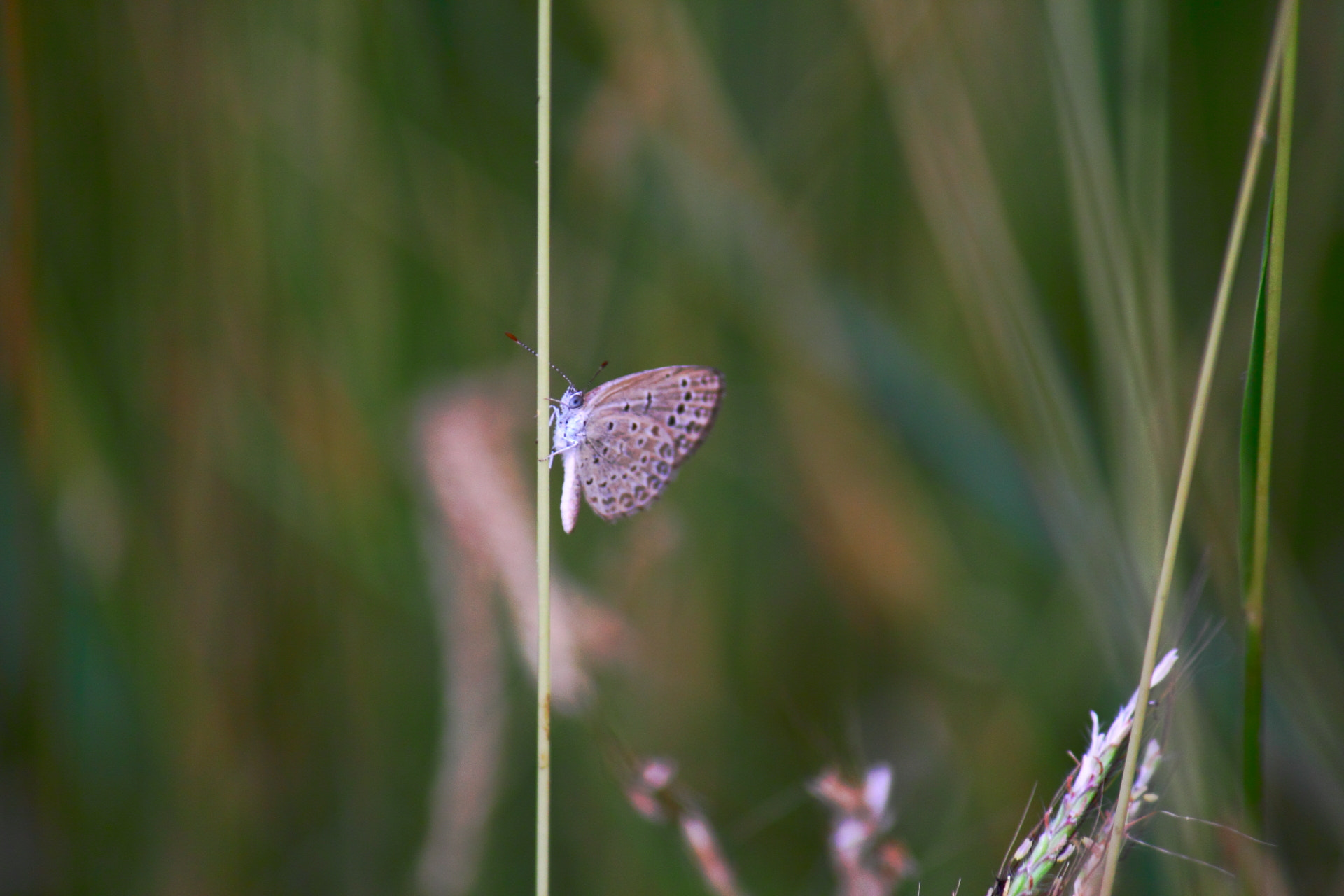 Canon EF-S 55-250mm F4-5.6 IS sample photo. Img photography