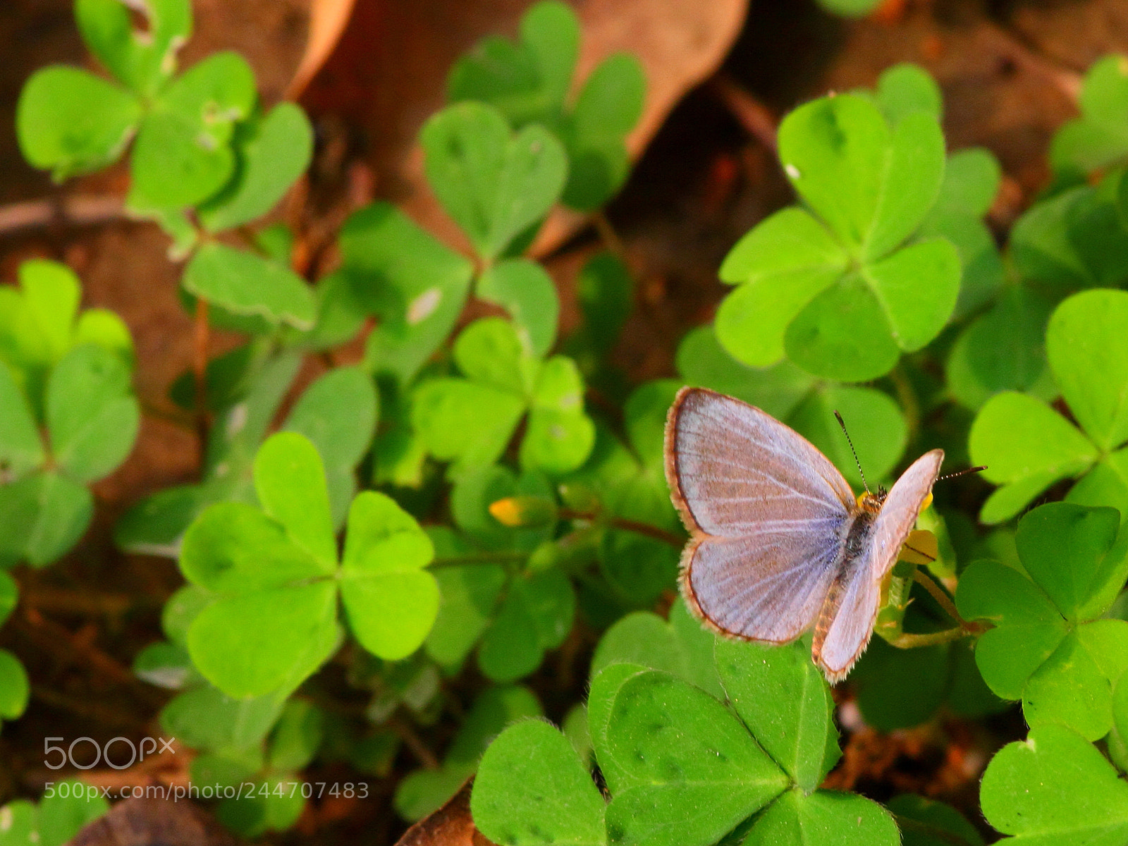 Canon EOS 550D (EOS Rebel T2i / EOS Kiss X4) sample photo. Butterfly photography