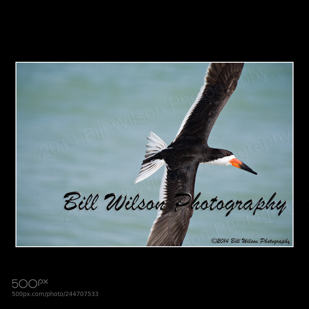Nikon D3 sample photo. Black skimmer fl photography