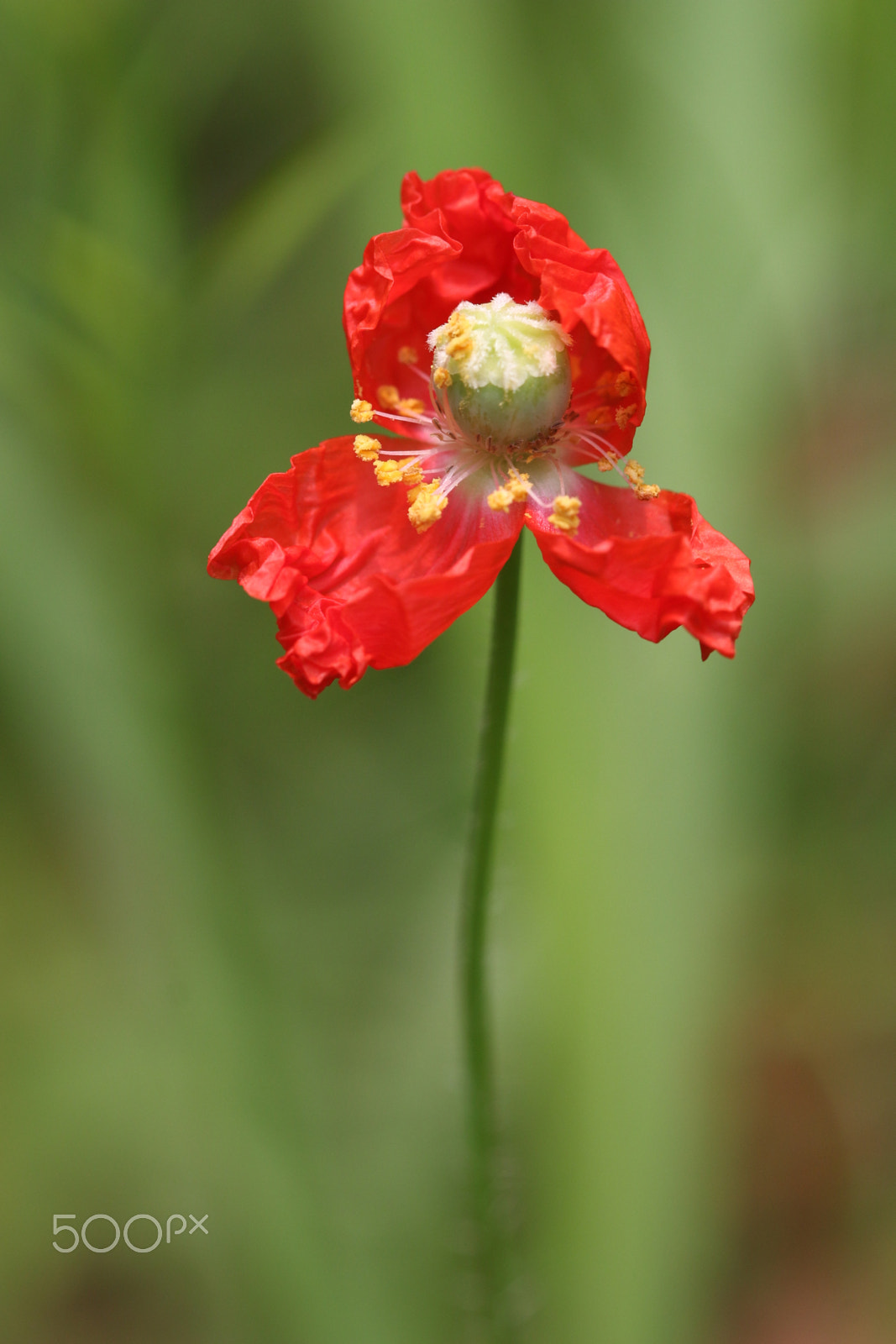 Canon EF 100mm F2.8L Macro IS USM sample photo. Papaver rhoeas l. photography