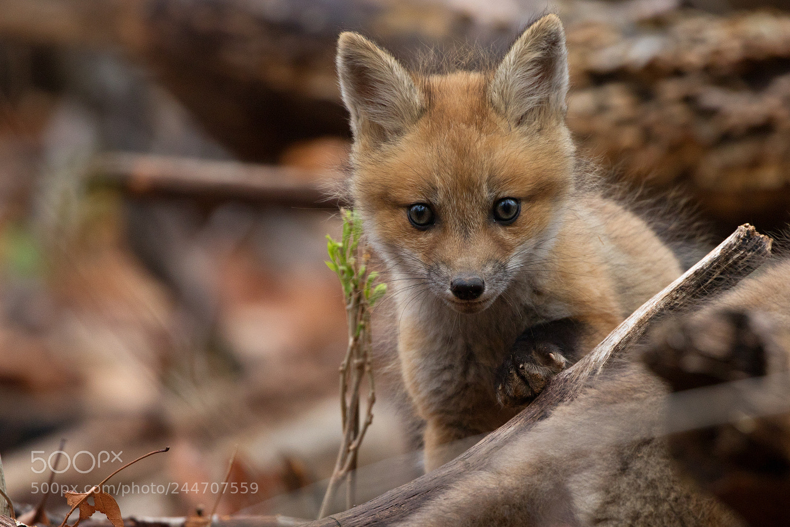 Canon EOS 7D Mark II sample photo. Fox cub paw photography