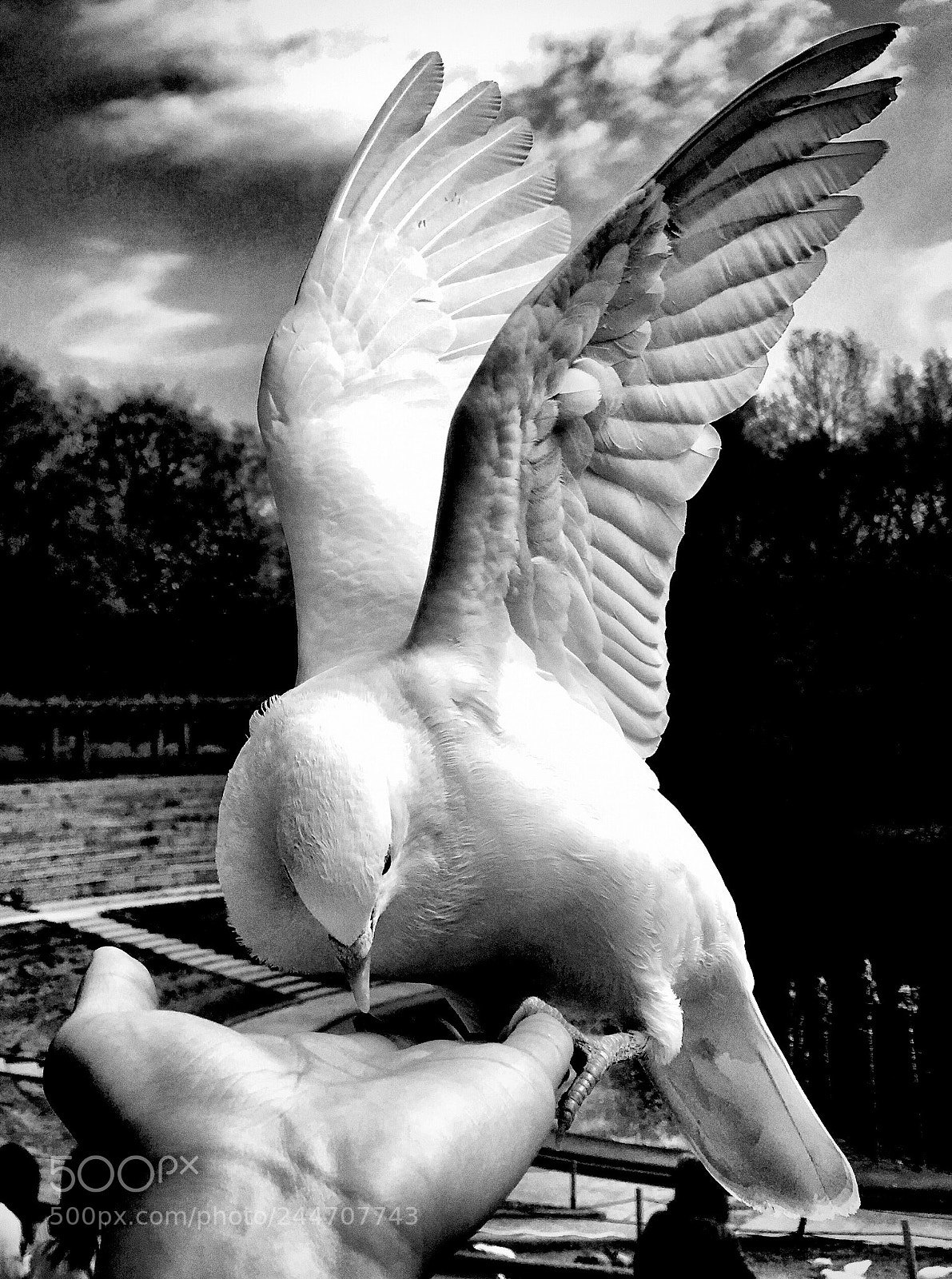 Apple iPhone 6s Plus sample photo. Doves symbolizepeace.they are not photography