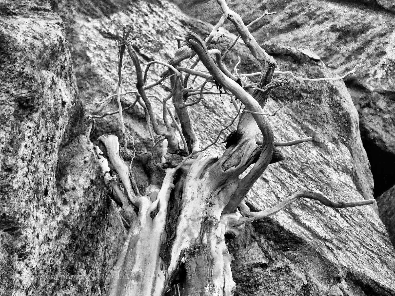 Panasonic Lumix DC-FZ80 (Lumix DC-FZ82) sample photo. Drift wood photography