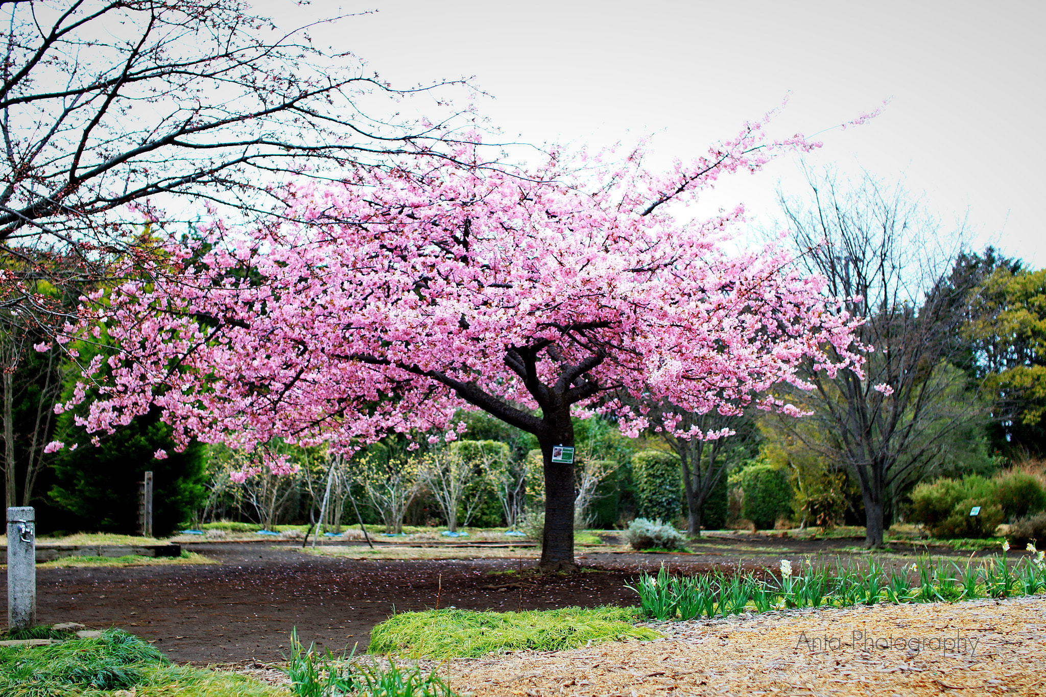 Sigma 30mm F1.4 EX DC HSM sample photo. Sakura photography