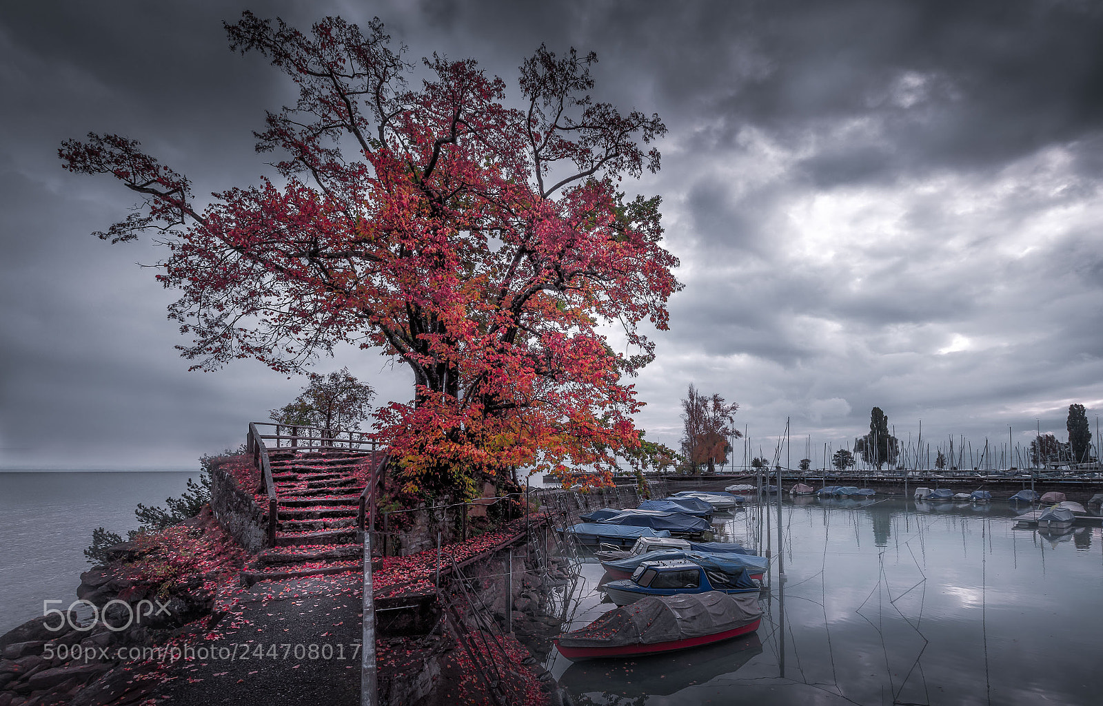 Nikon D7200 sample photo. Vibrant tree (switzerland) photography