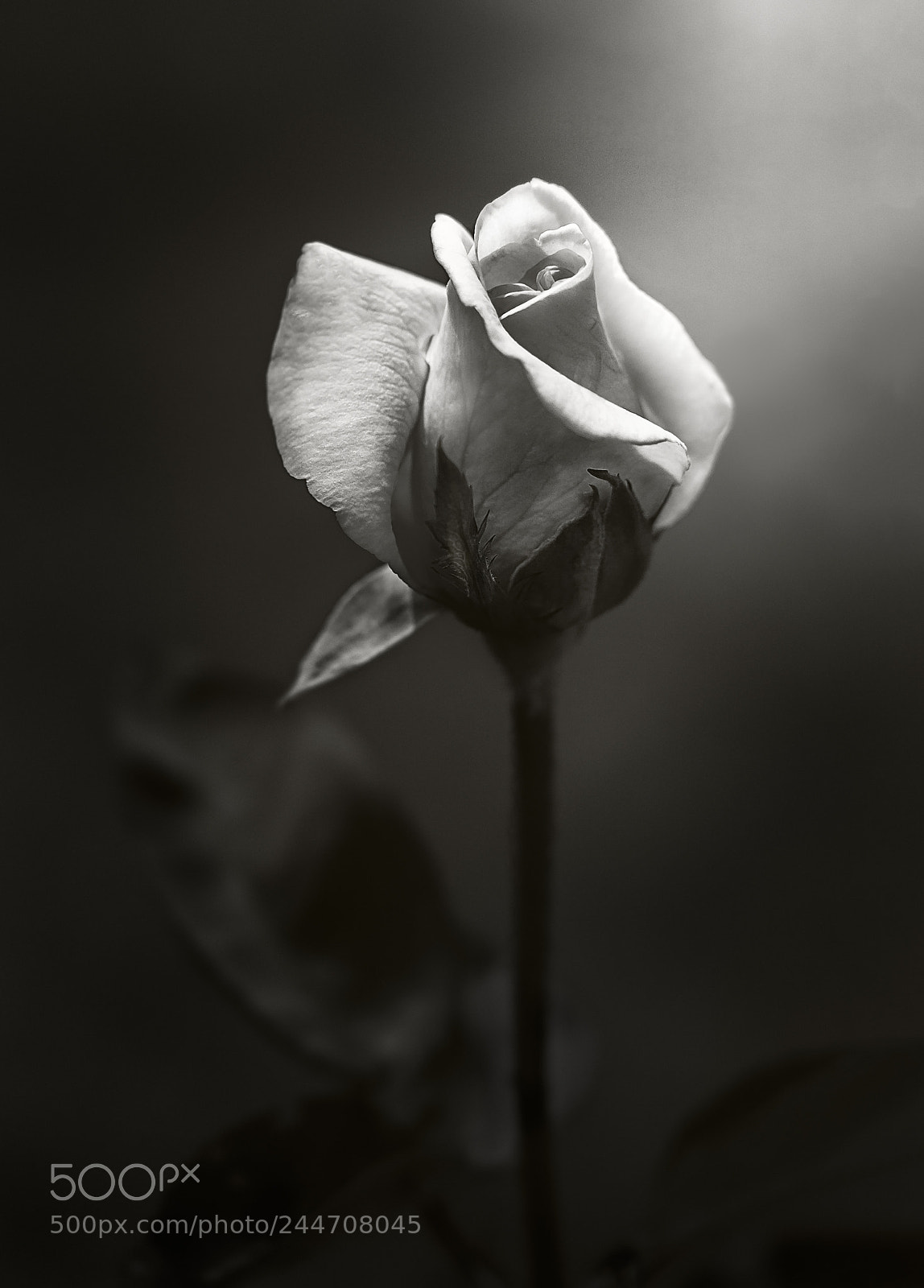 Canon EOS 40D sample photo. For my love photography